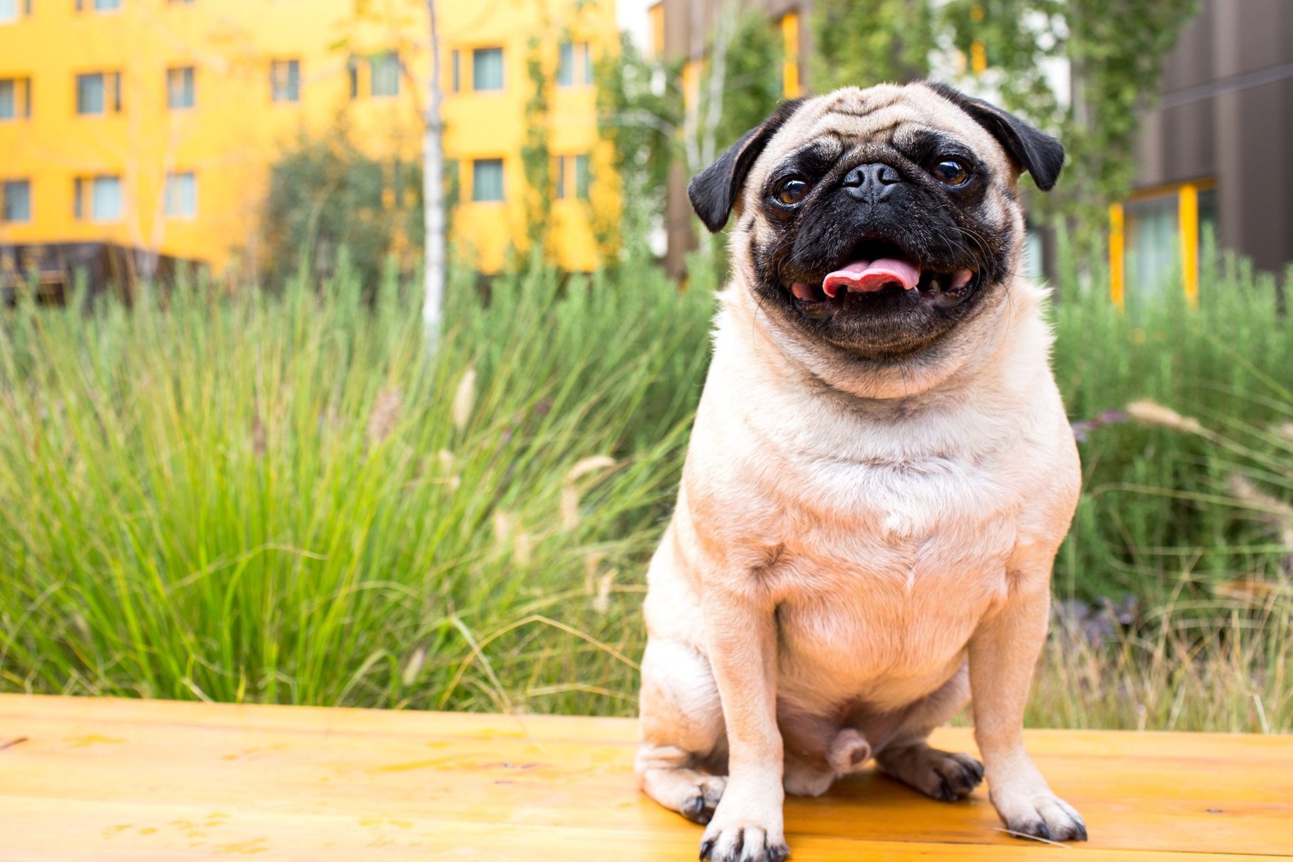 portland pug photos