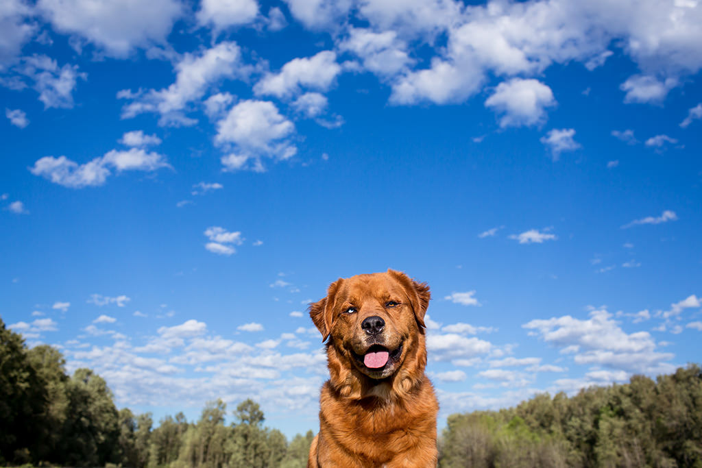 Gus  |  A 1000 Acre Dog Park Photography Adventure