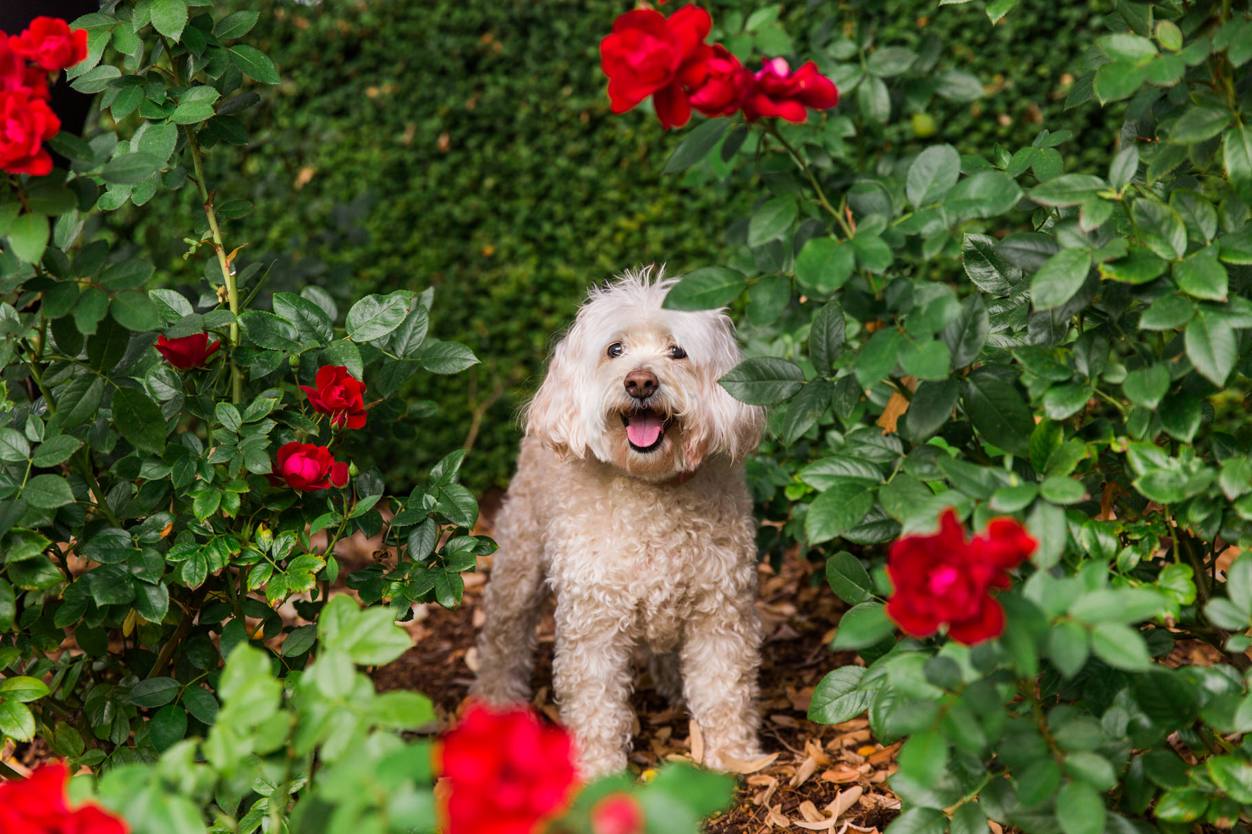 Dog photo in roses in Portland, Oregon