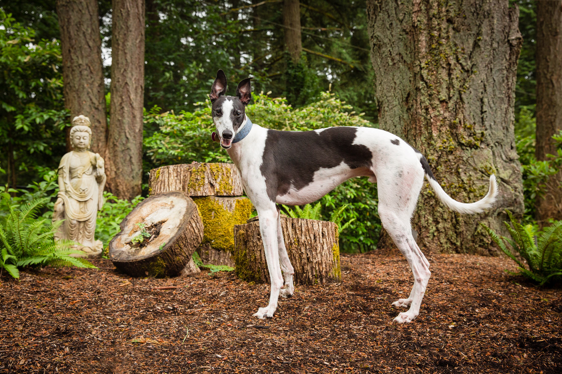 greyhound dog photo session