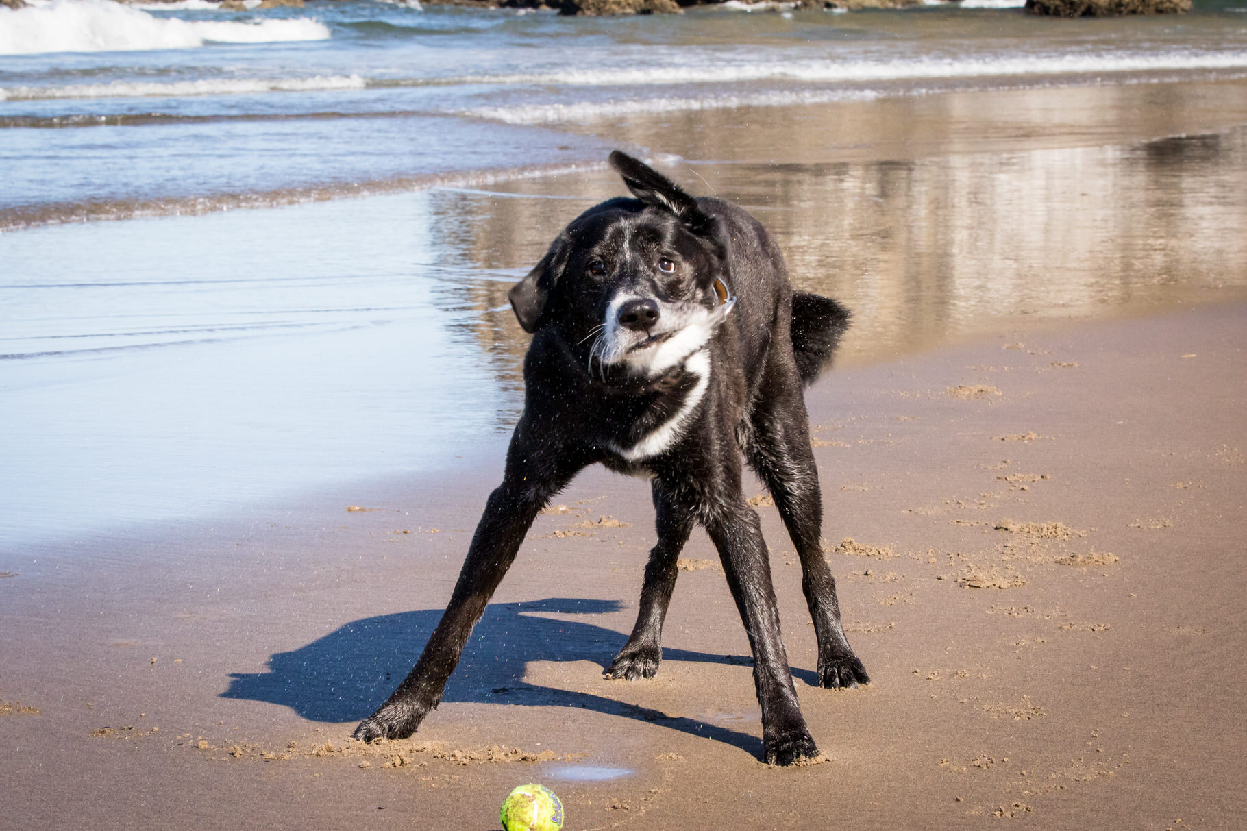 Cannon Beach Dog Photos