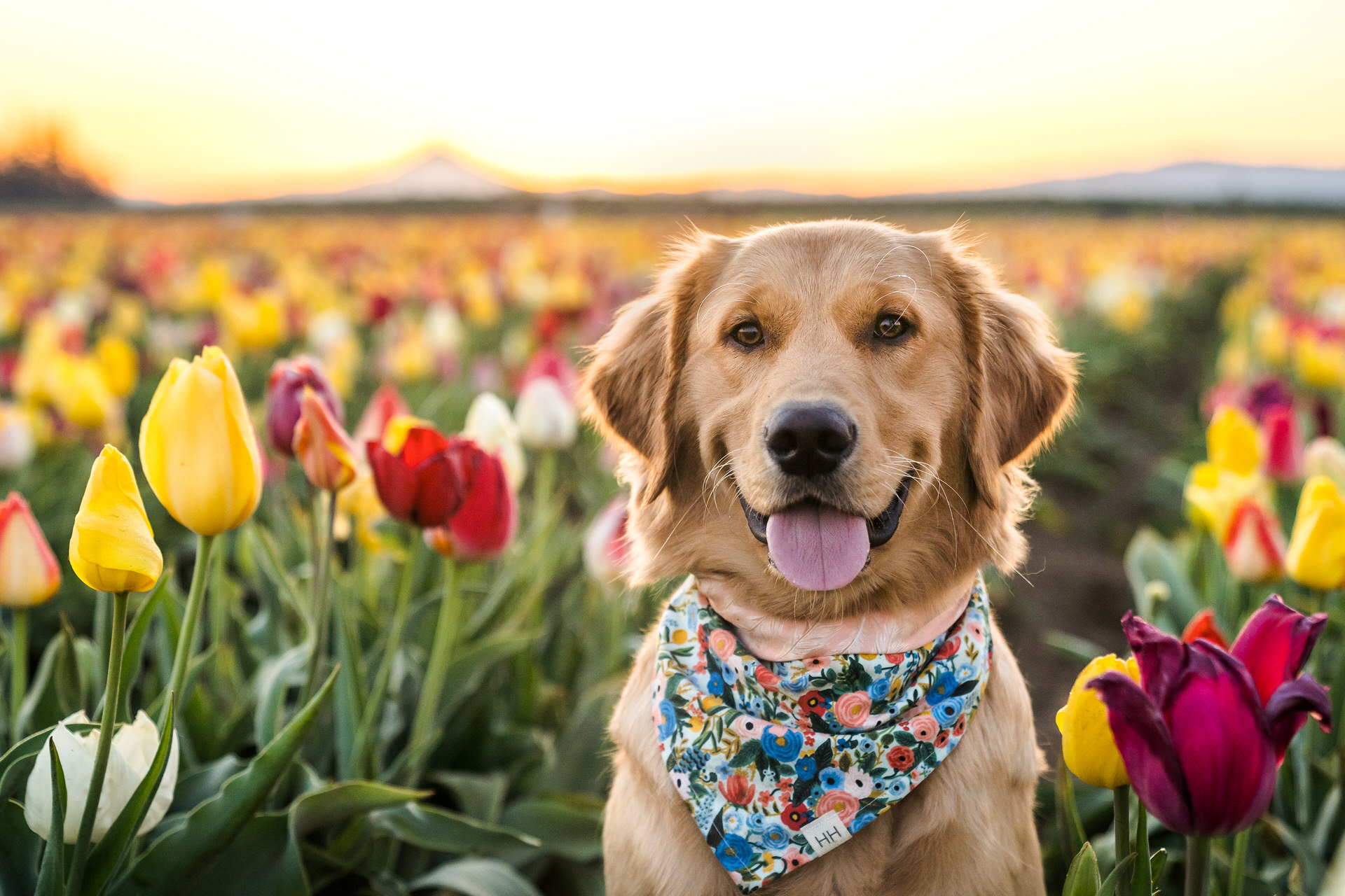 happy dog at the wooden shoe tulip farm