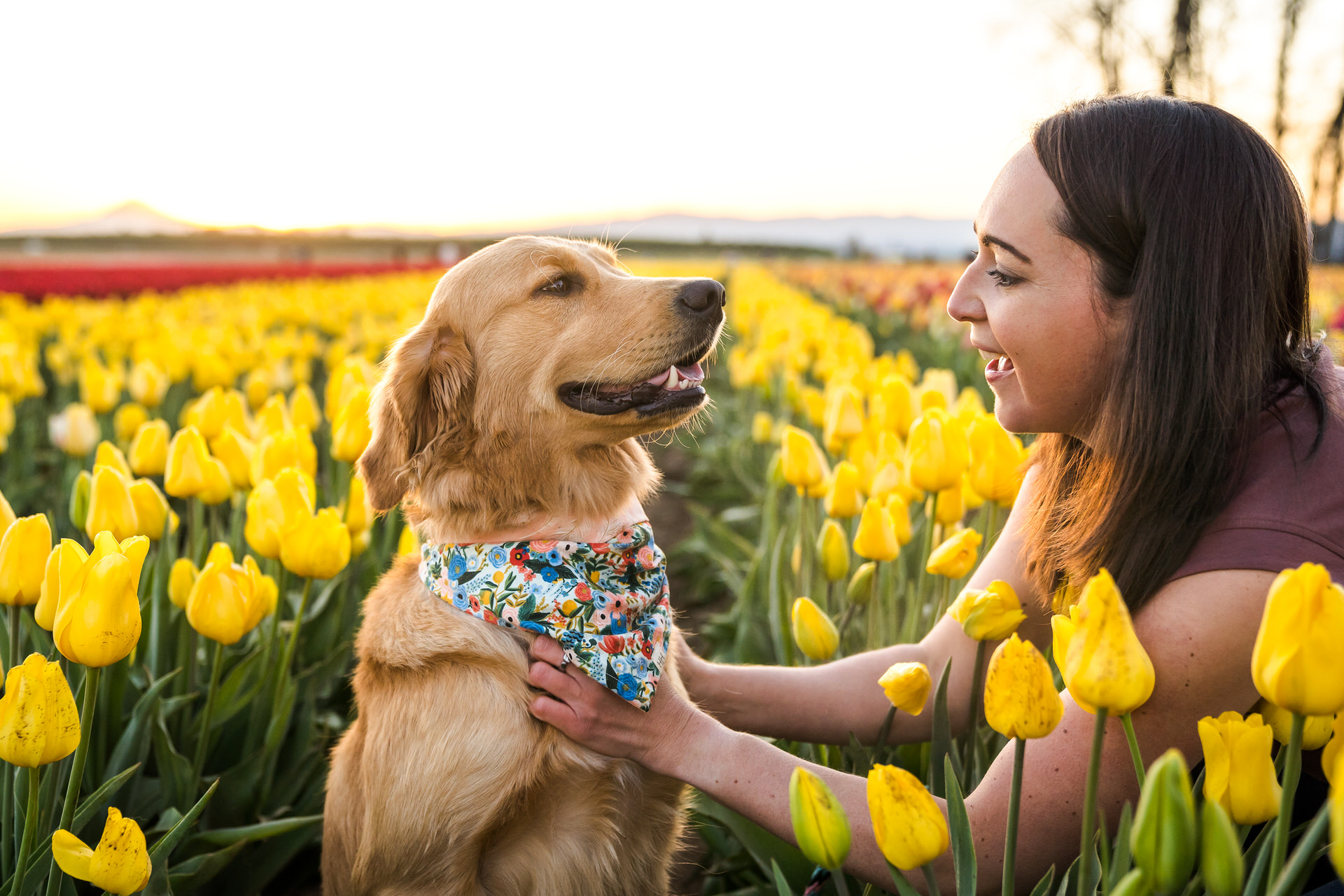 woman with dog at wooden shoe tulip farm
