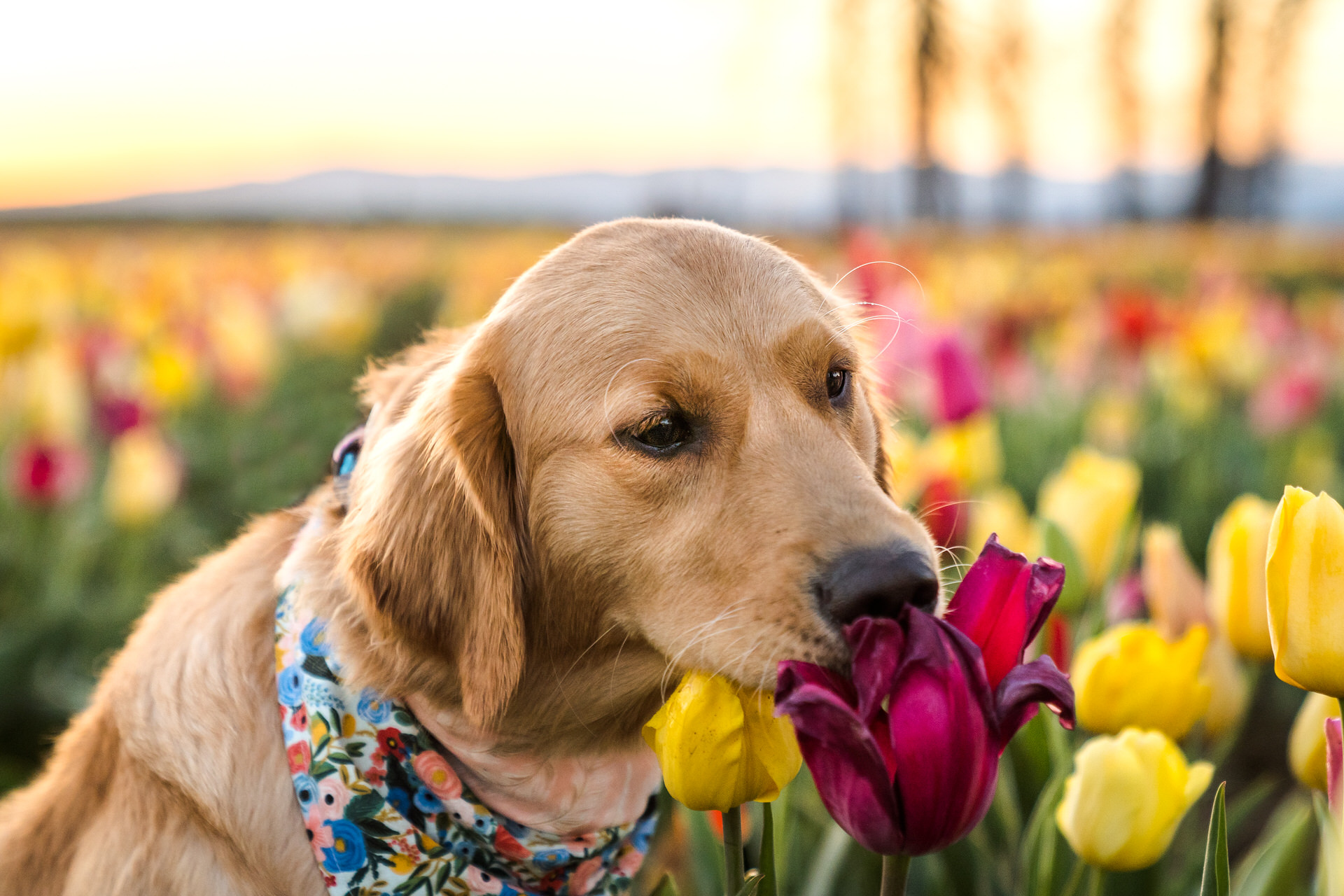 golden retriever dog smells tulips