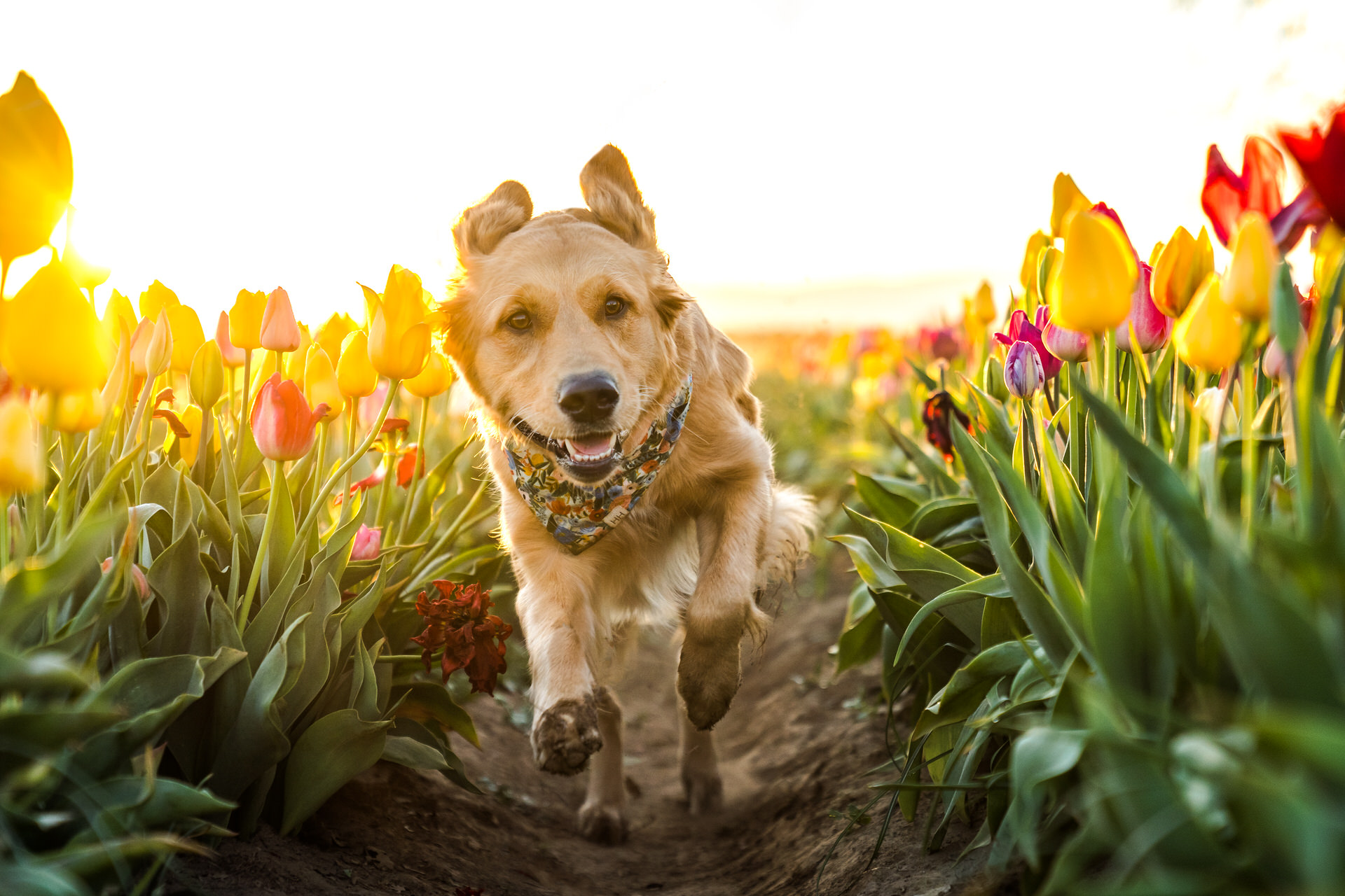 dog running through tulip field in woodburn, oregon