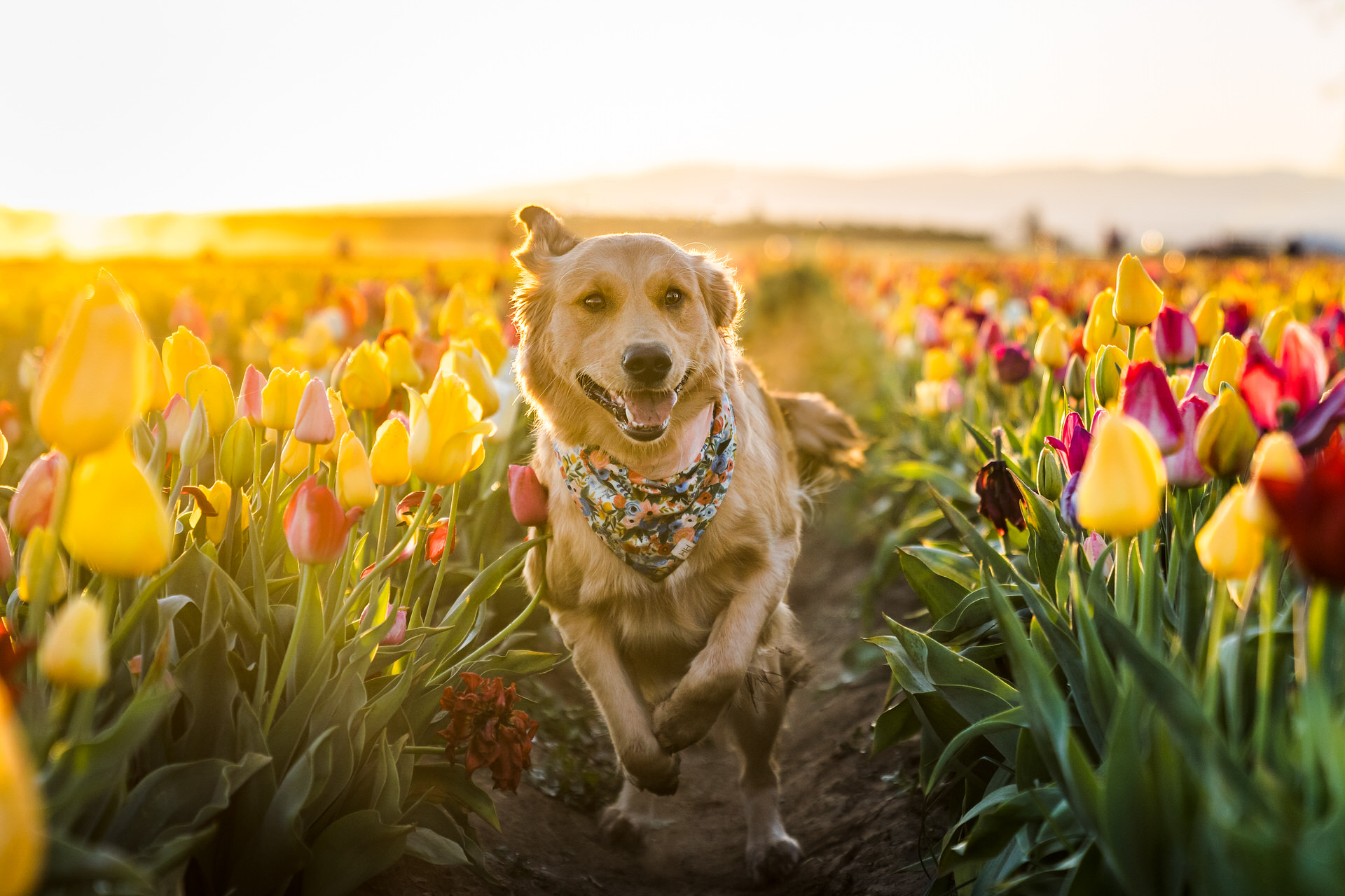 golden retriever running through tulip fields at sunrise