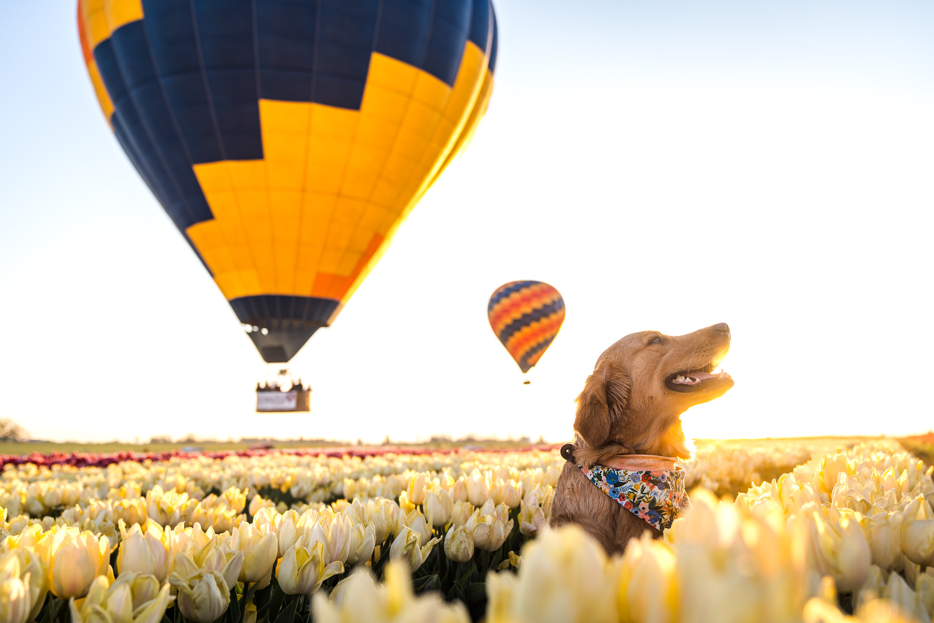 dog with hot air balloons at wooden shoe tulip farm in oregon