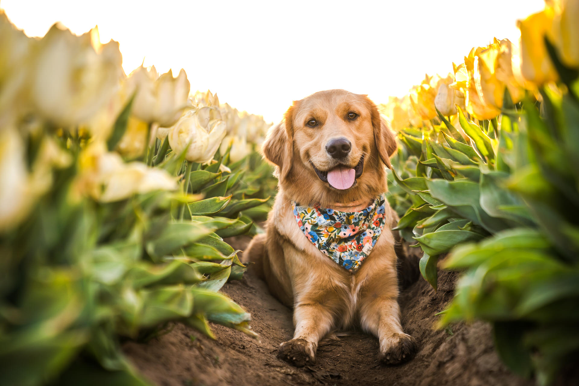 Wooden shoe tulip farm dog laying in flowers