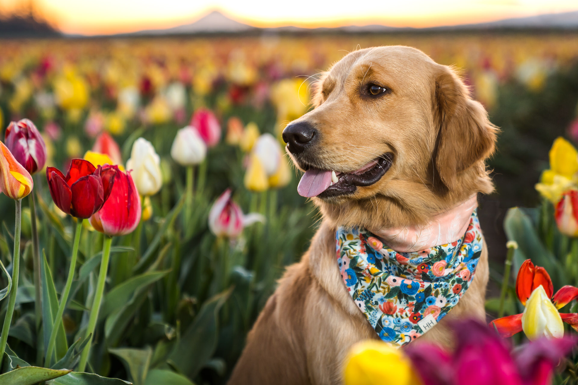 dog in oregon tulip field with mt hood