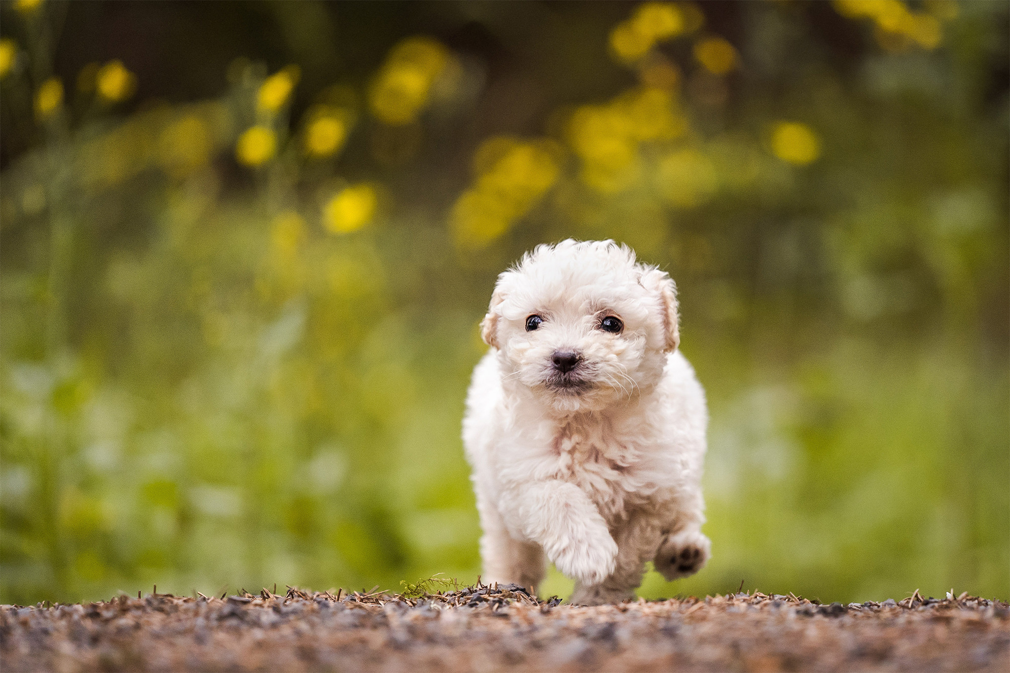puppy pet photography