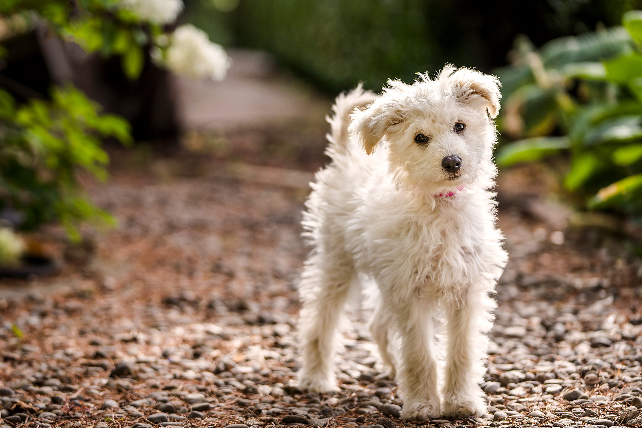 white dog backlit