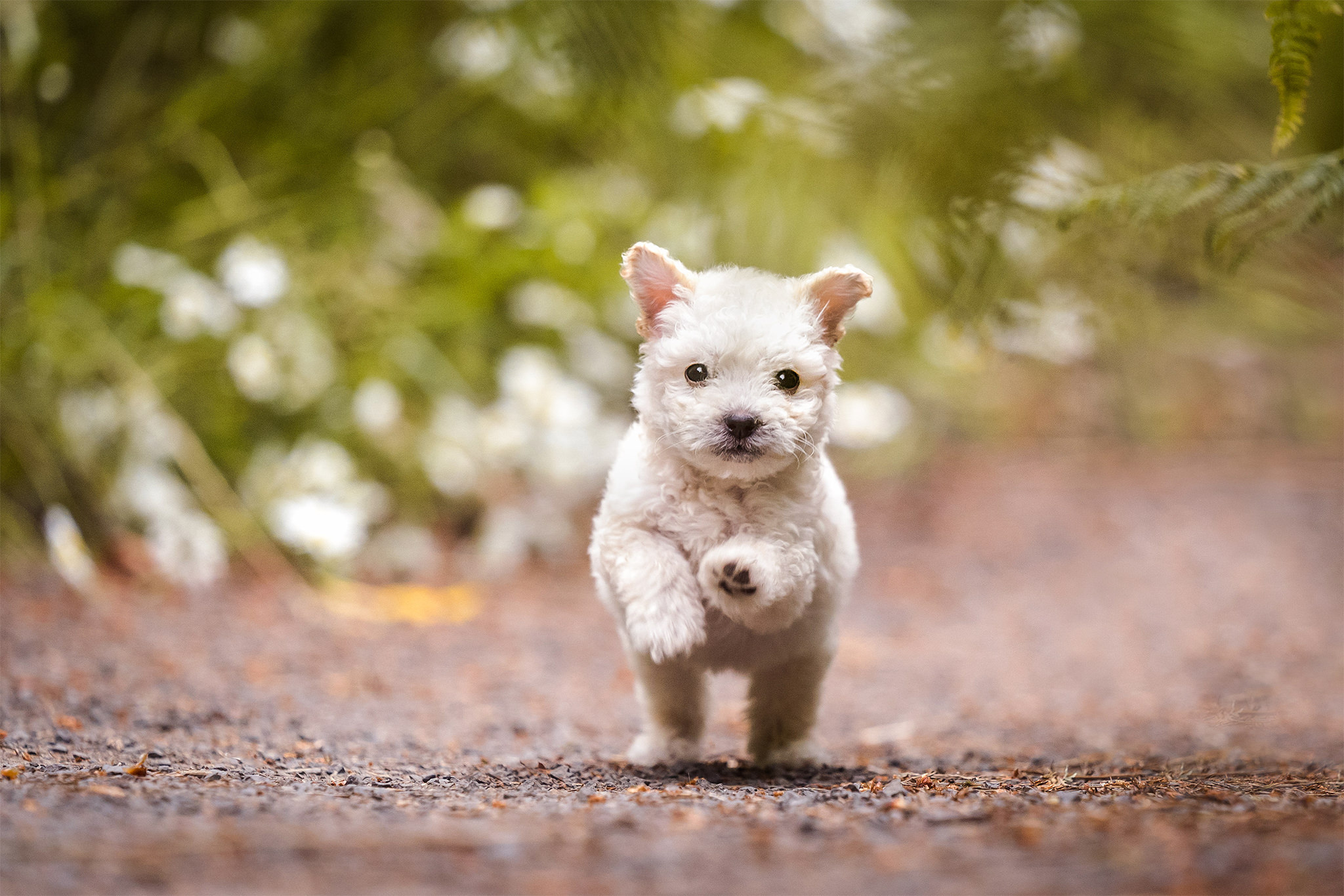 puppy photos in Portland
