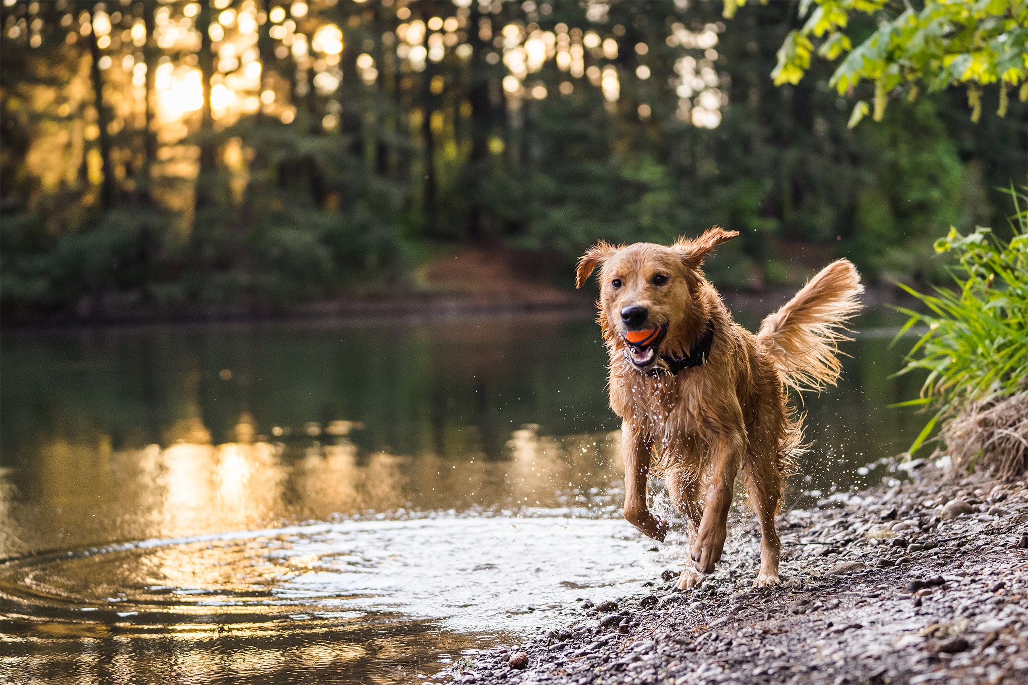 dog plays in lake