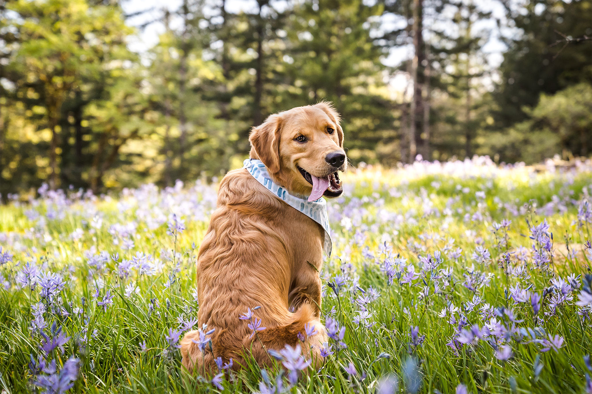 Golden retriever in purple wildflower field