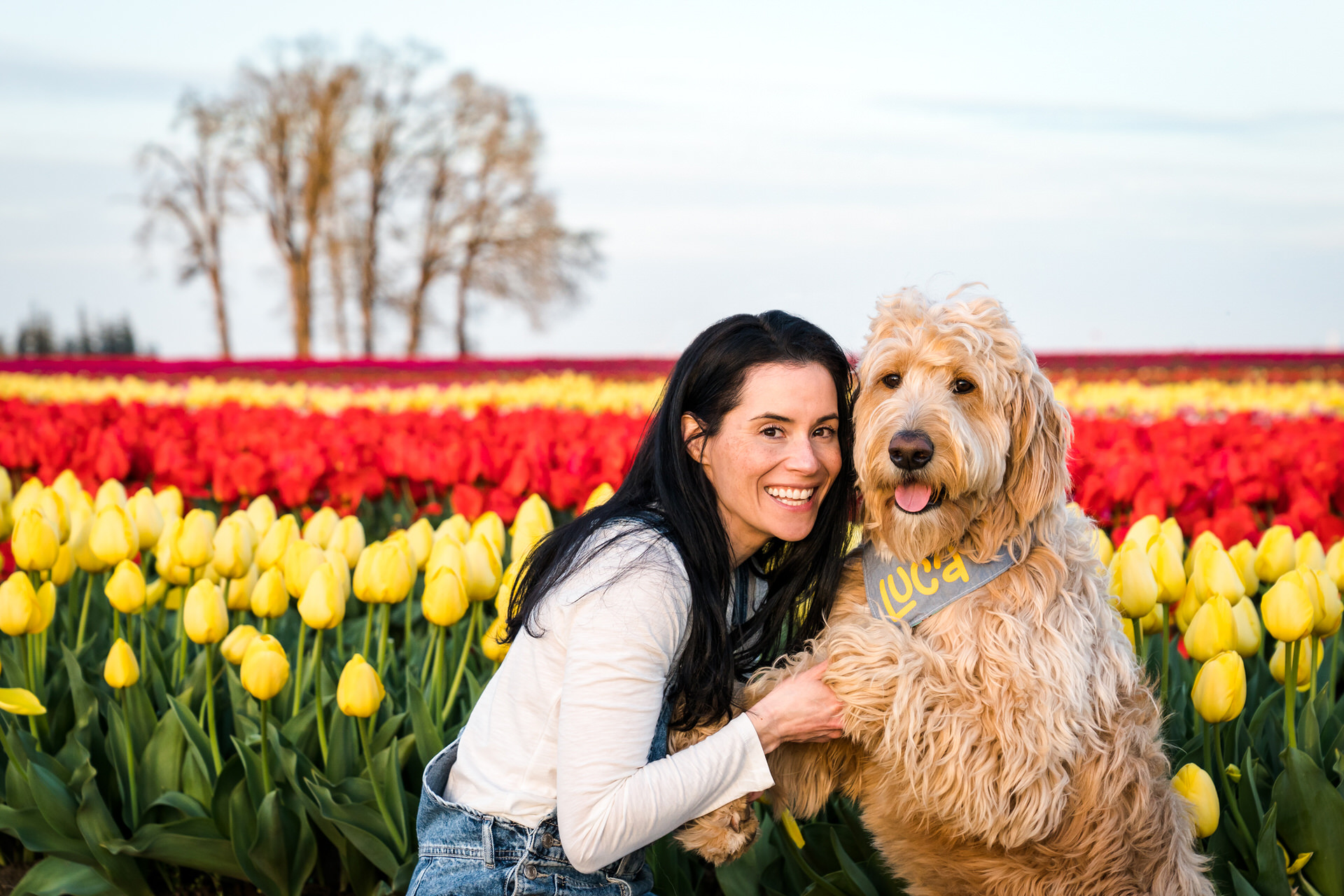 wooden shoe tulip farm dog photo session