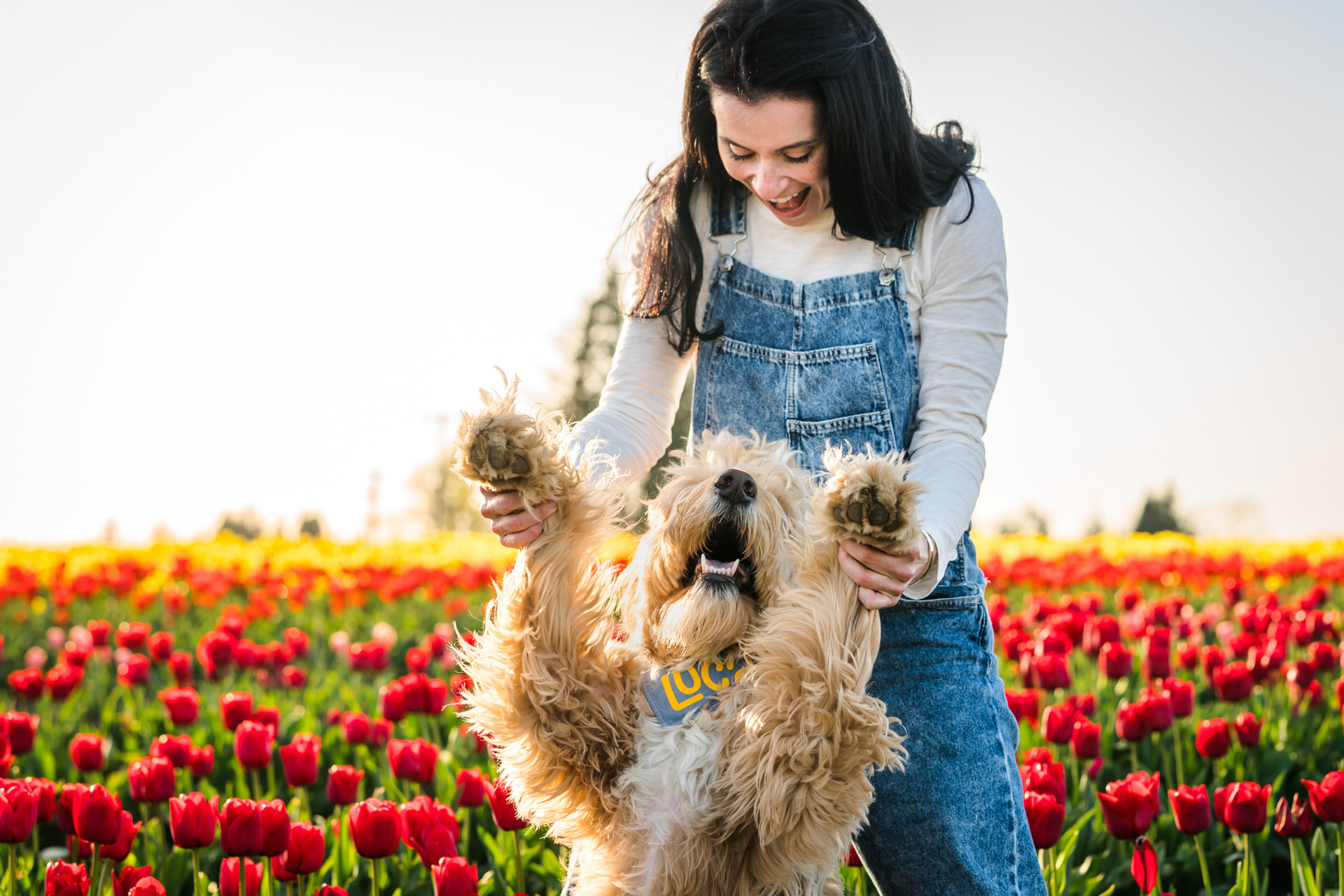 woman and goldendoodle dog at wooden shoe tulip farm