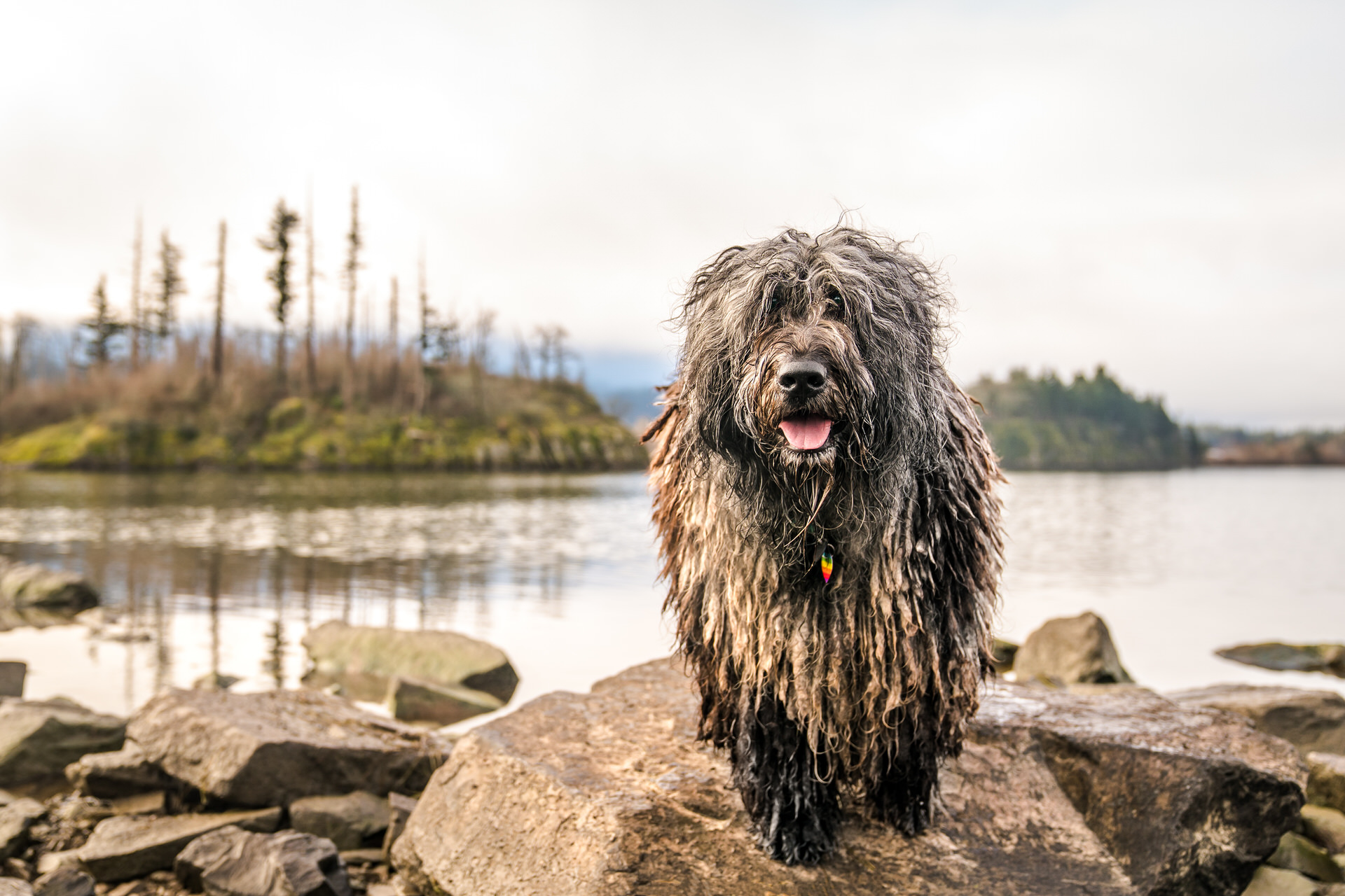 Happy Bergamasco shepherd