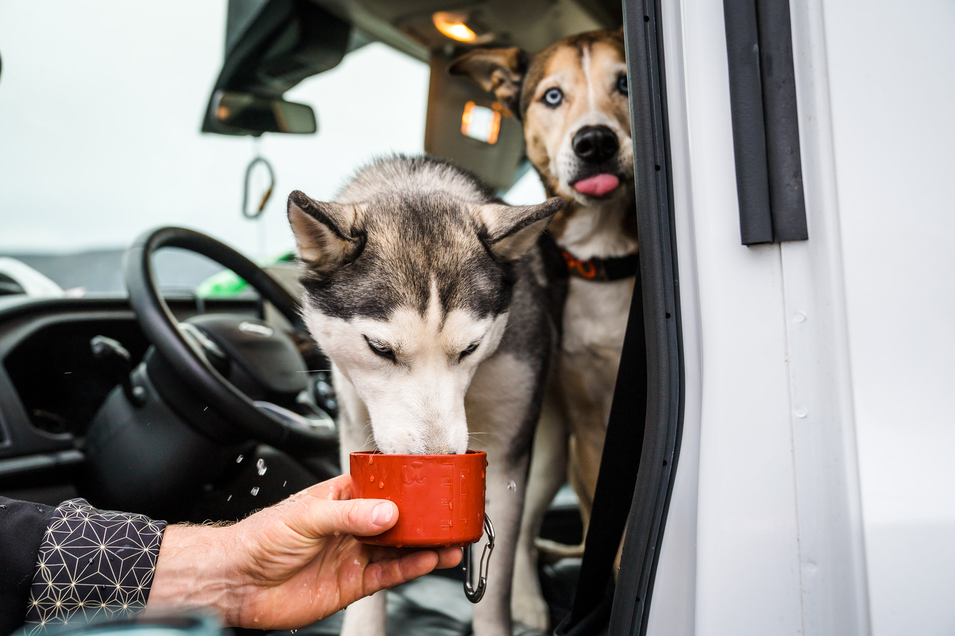 dogs take turns drinking out of a cup