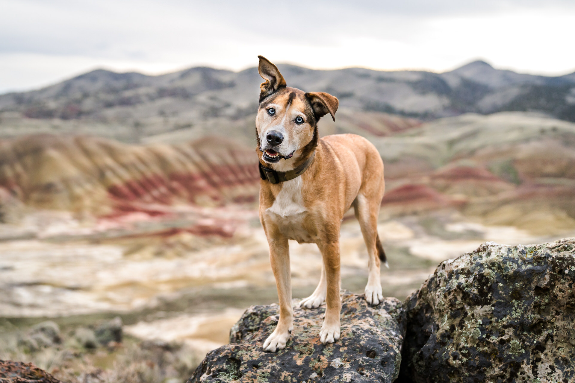 painted hills dog photography session