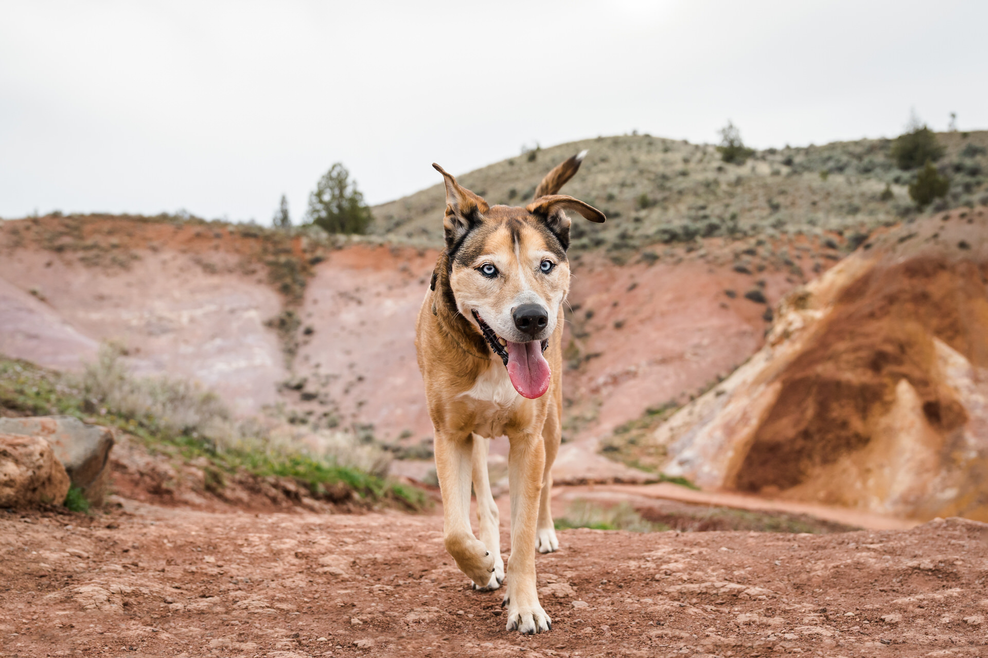 dog walking through painted hills