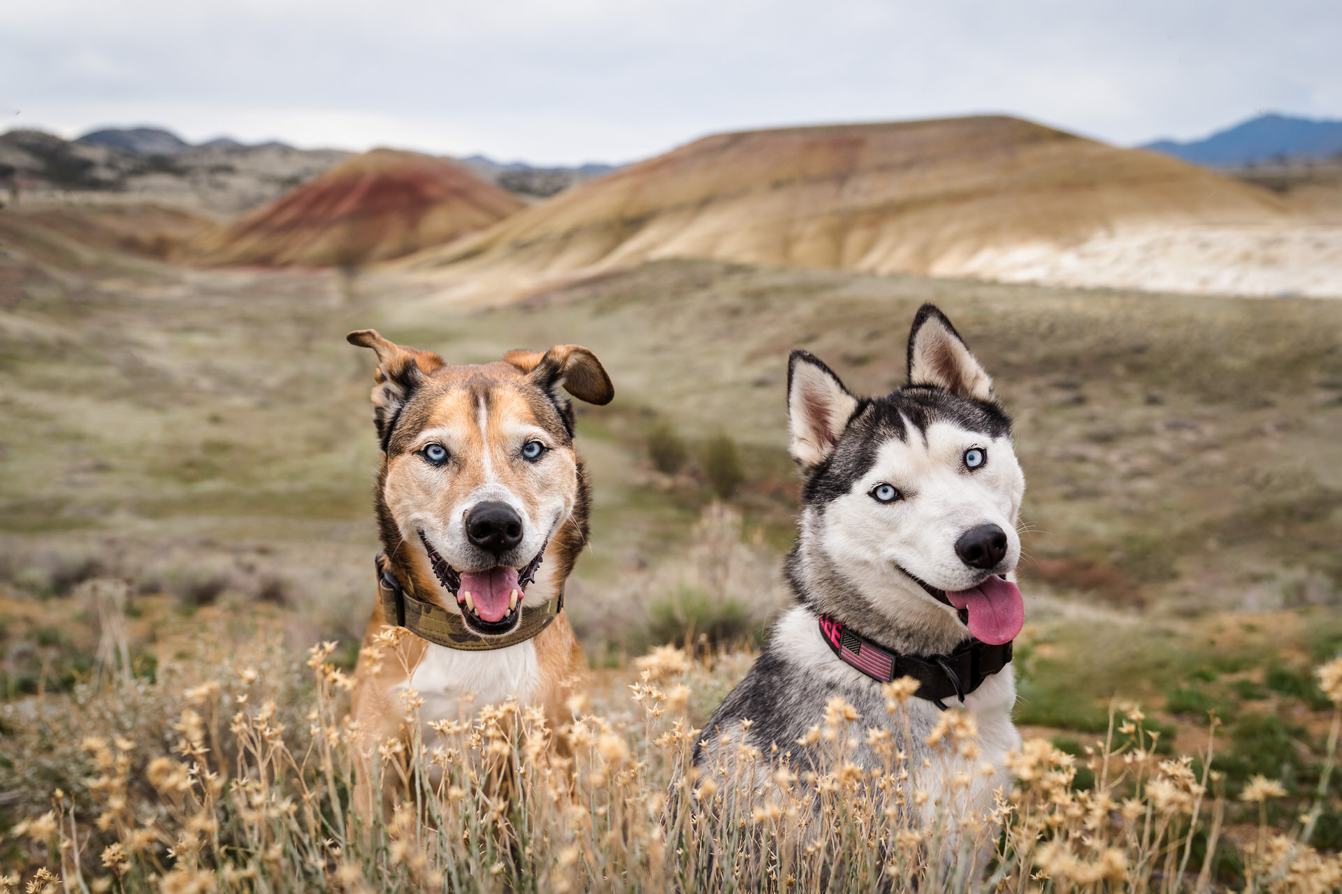dogs at the painted hills