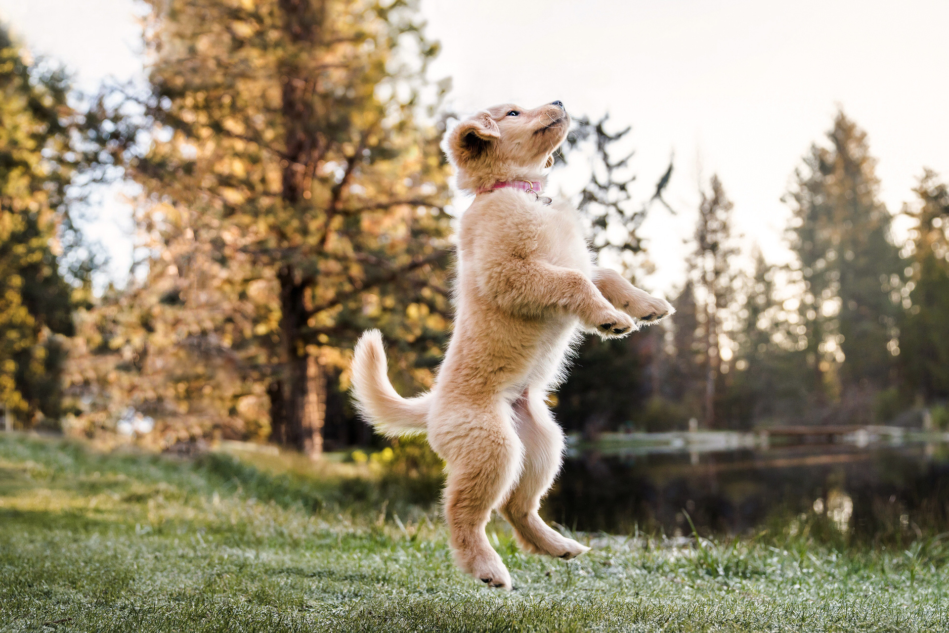 jumping golden retriever puppy