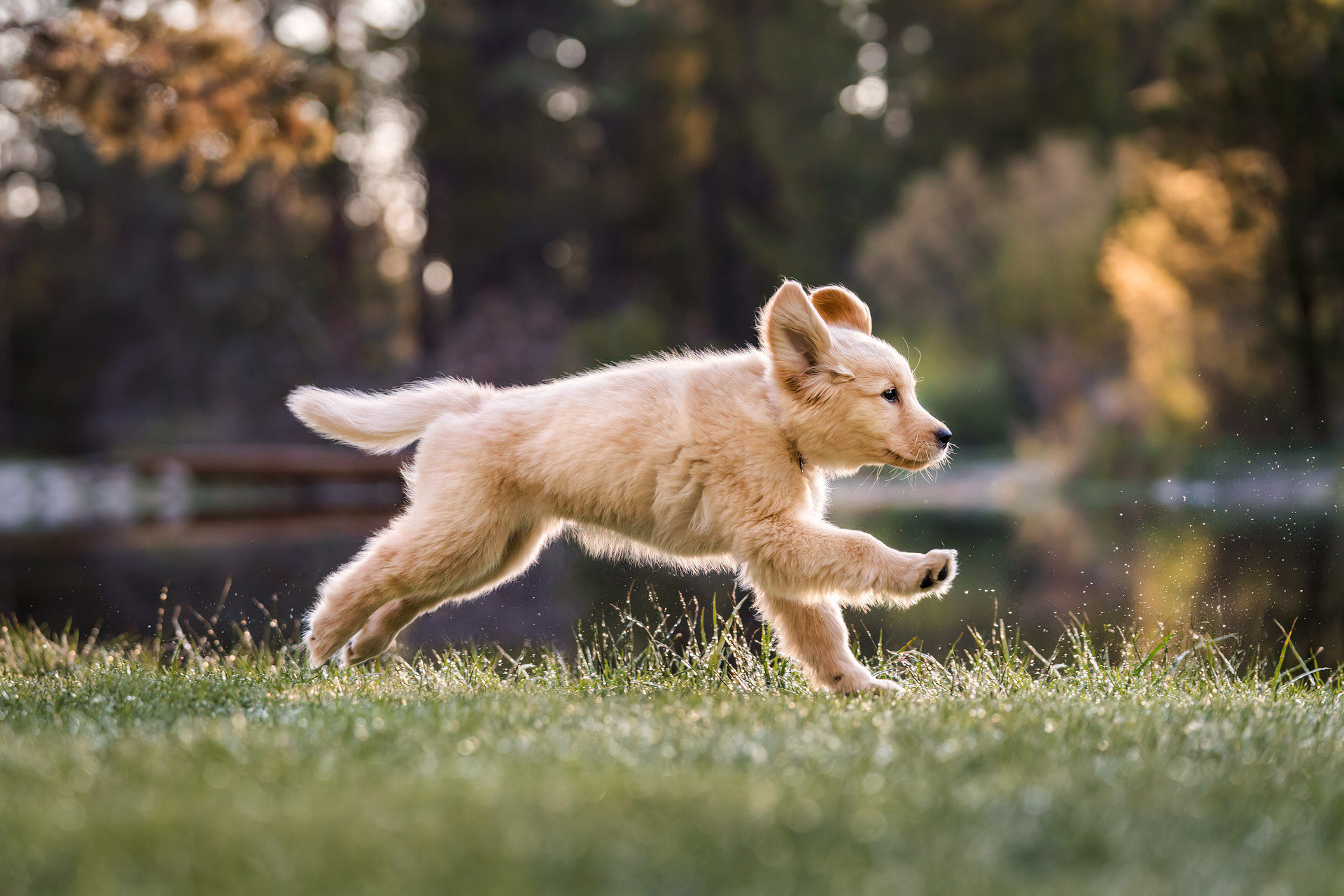 puppy runs through grass at Shevlin Park