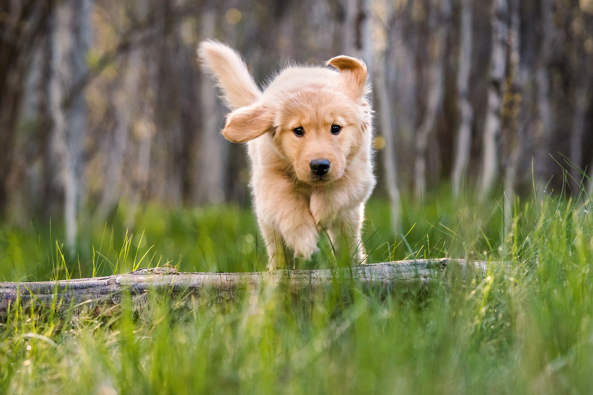 puppy jumps over log