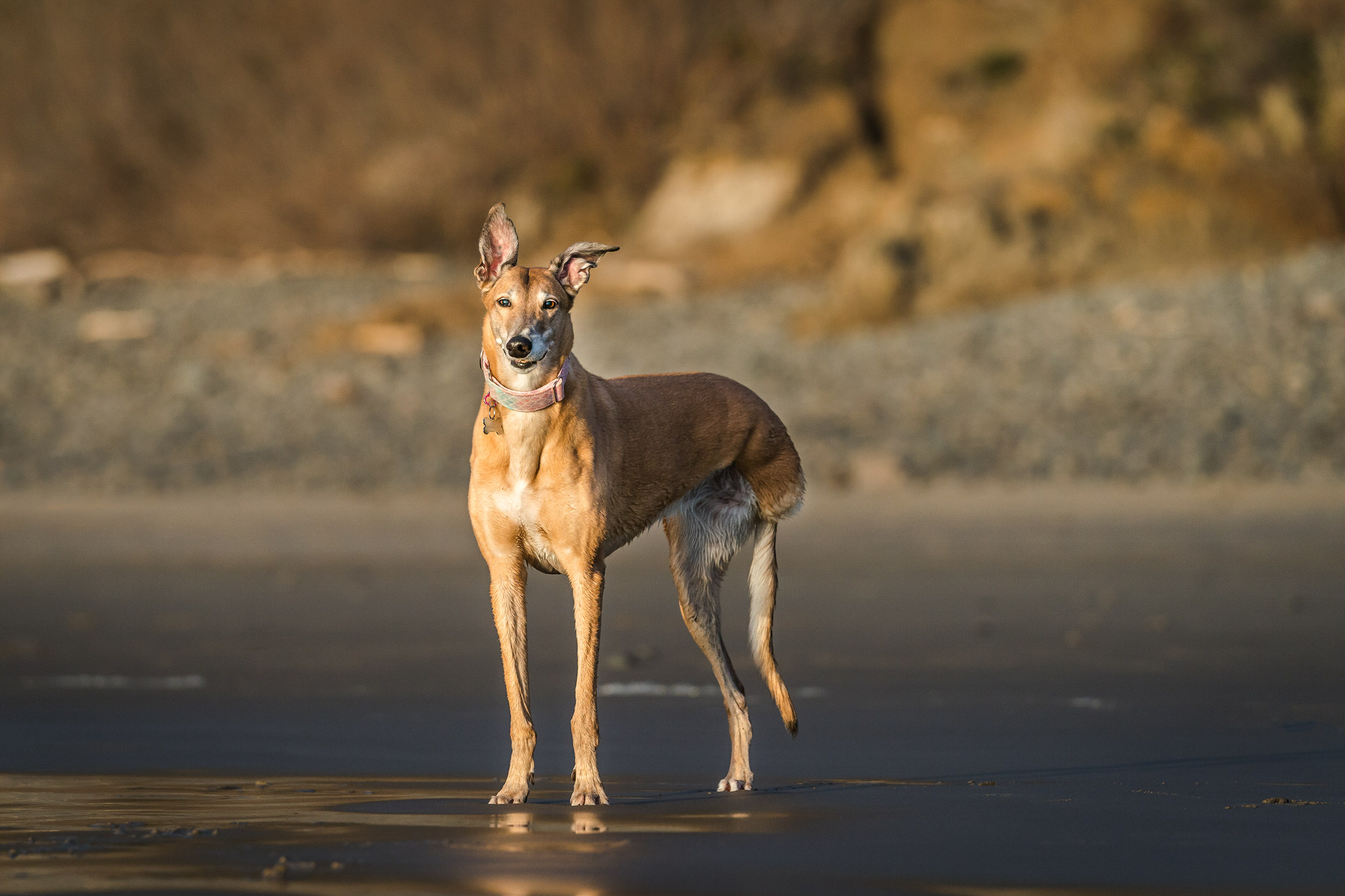 tripod dog on beach in oregon