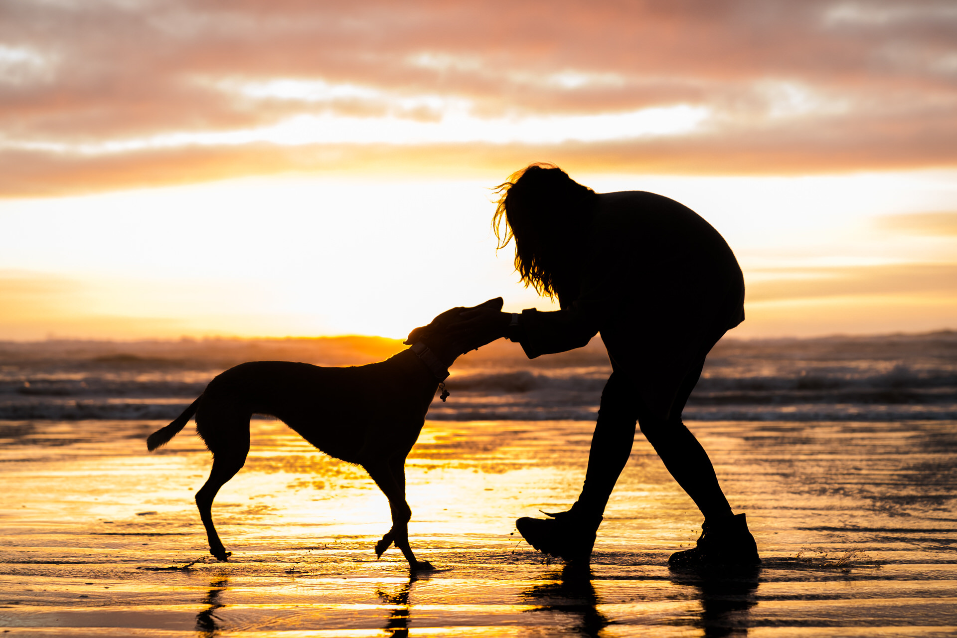 silhouette of dog and woman on beach 