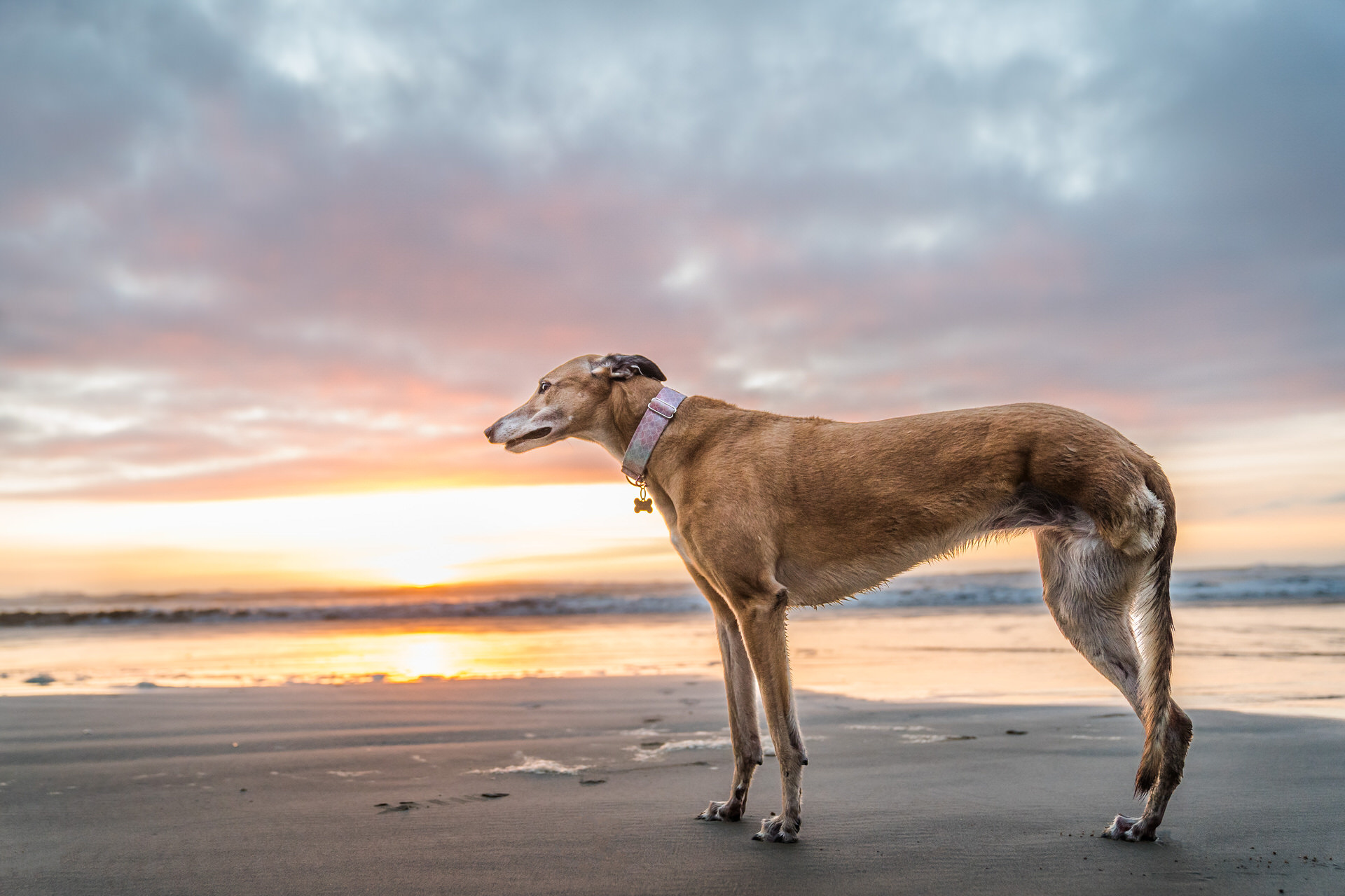 oregon coast sunset with dog