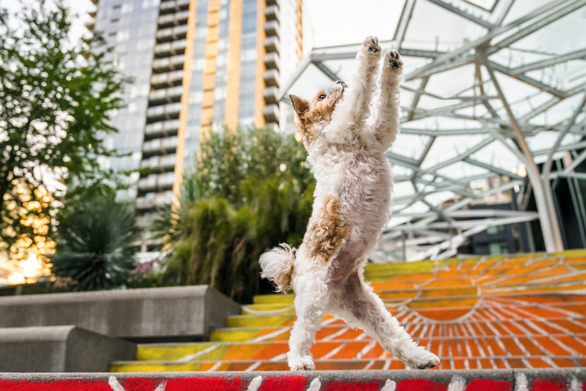 dancing dog in Seattle washington