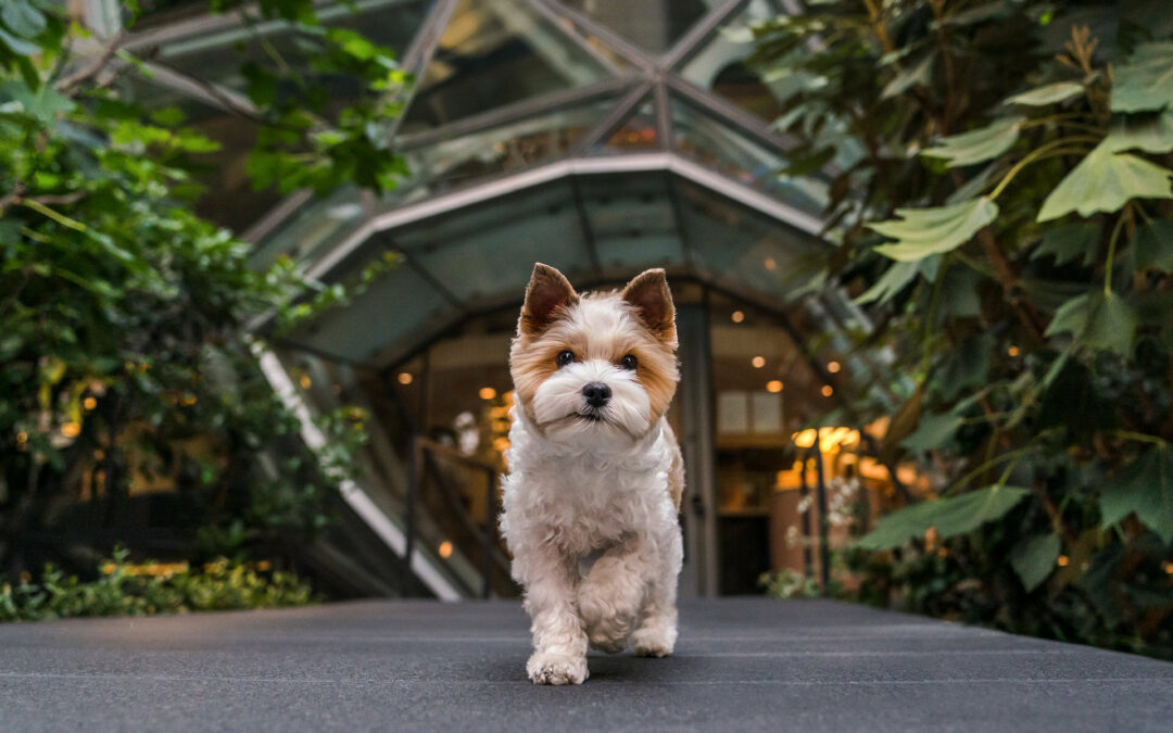 Coby  |  A Downtown Seattle Little Dog Adventure