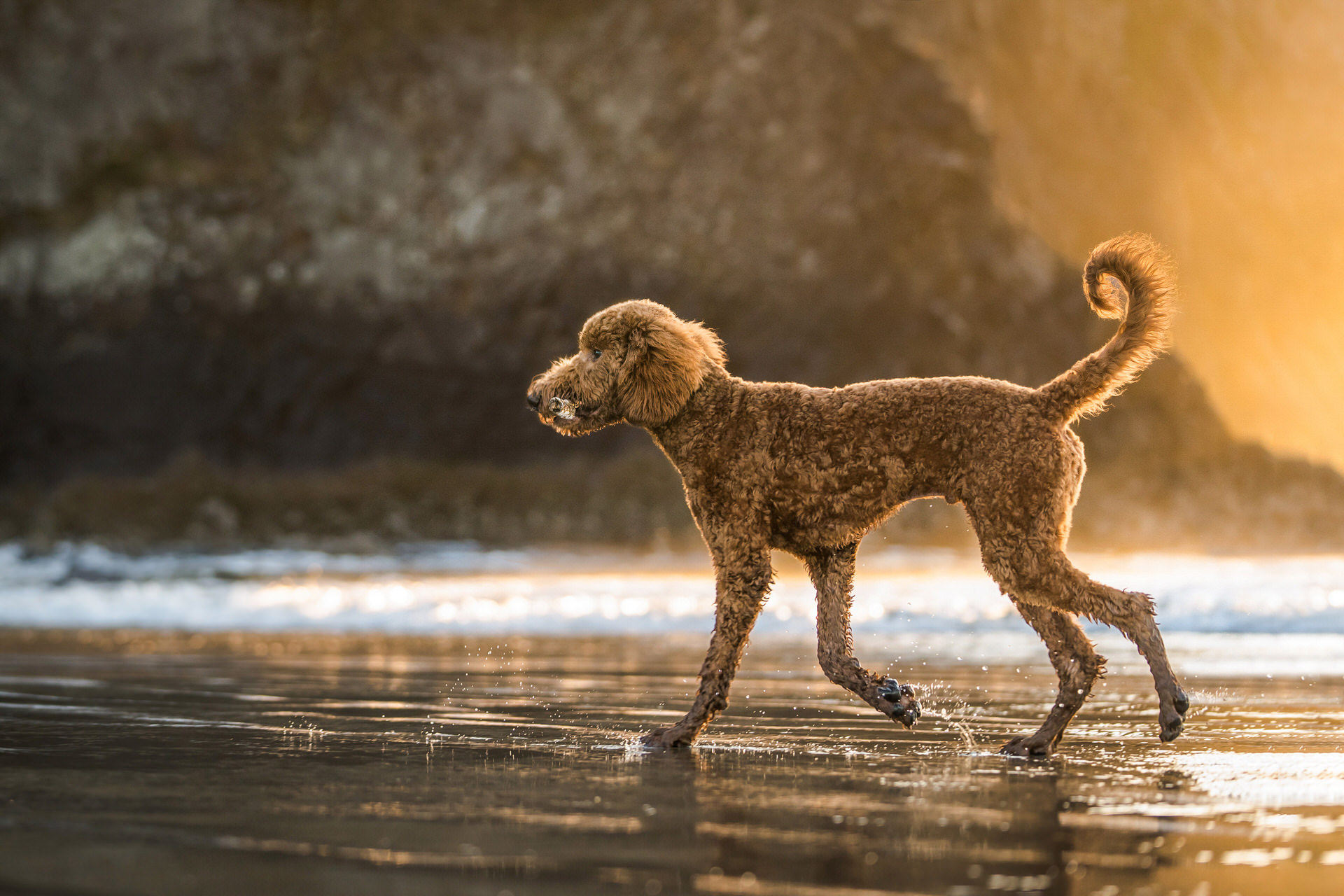 goldendoodle dog running on beach 