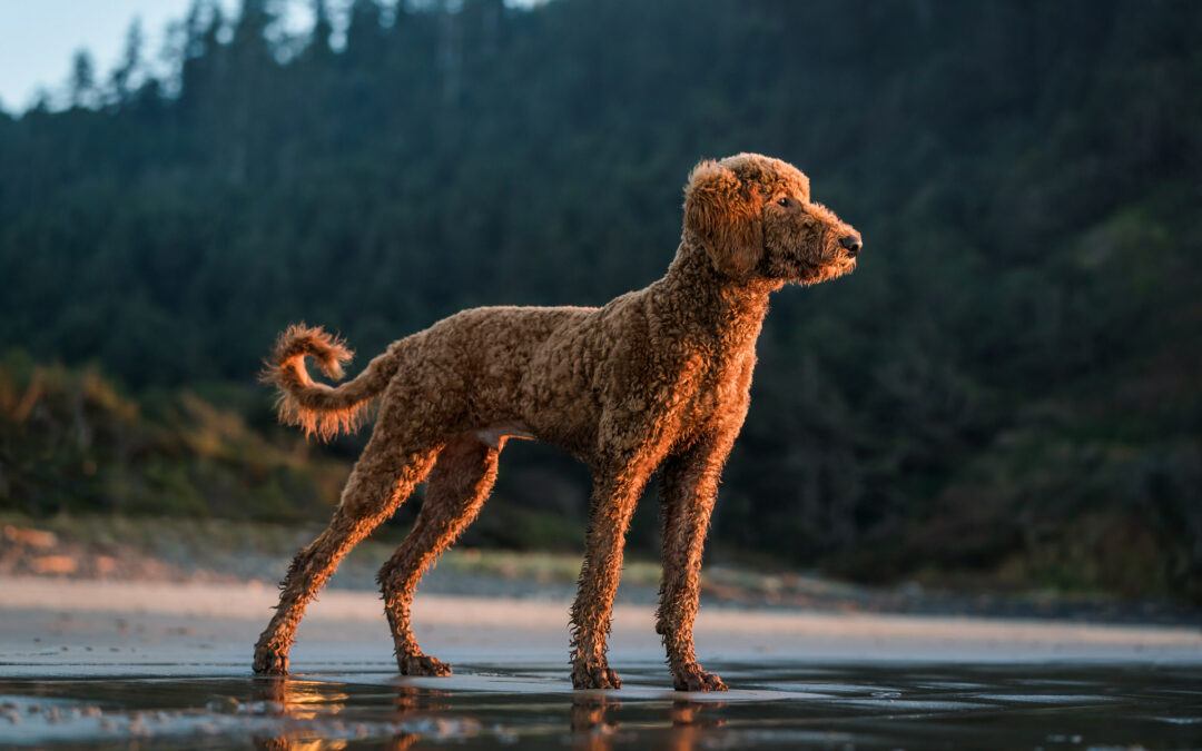 Wesson  |  An Oregon Coast Dog Adventure