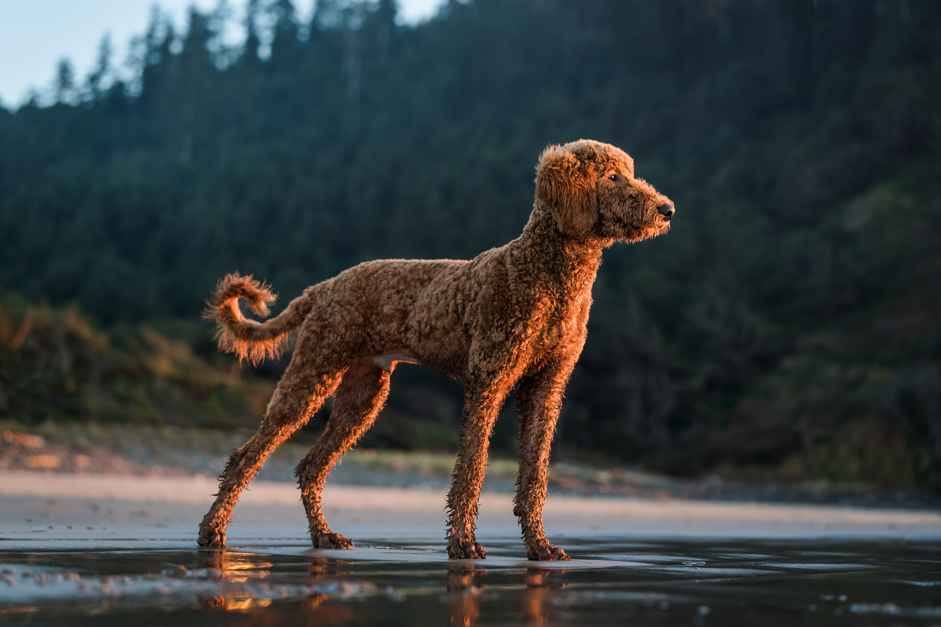 goldendoodle in the sunset light at the Oregon coast