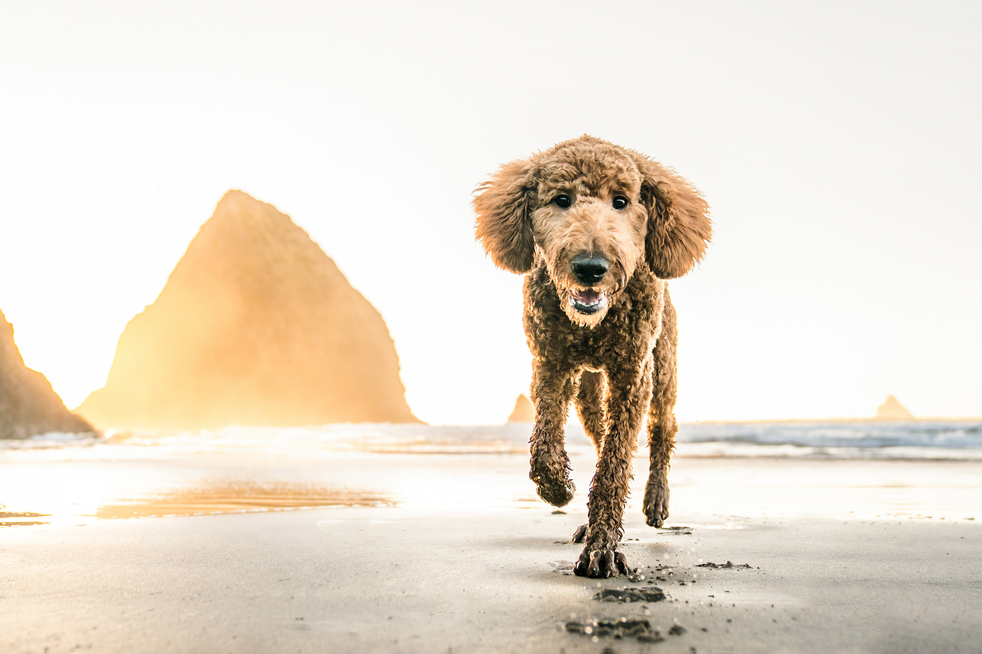 dog running on beach 