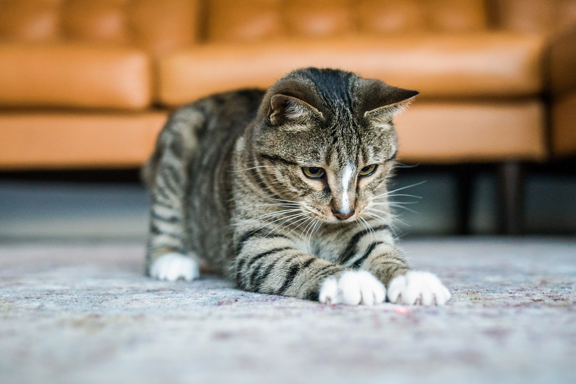 cat plays with laser pointer