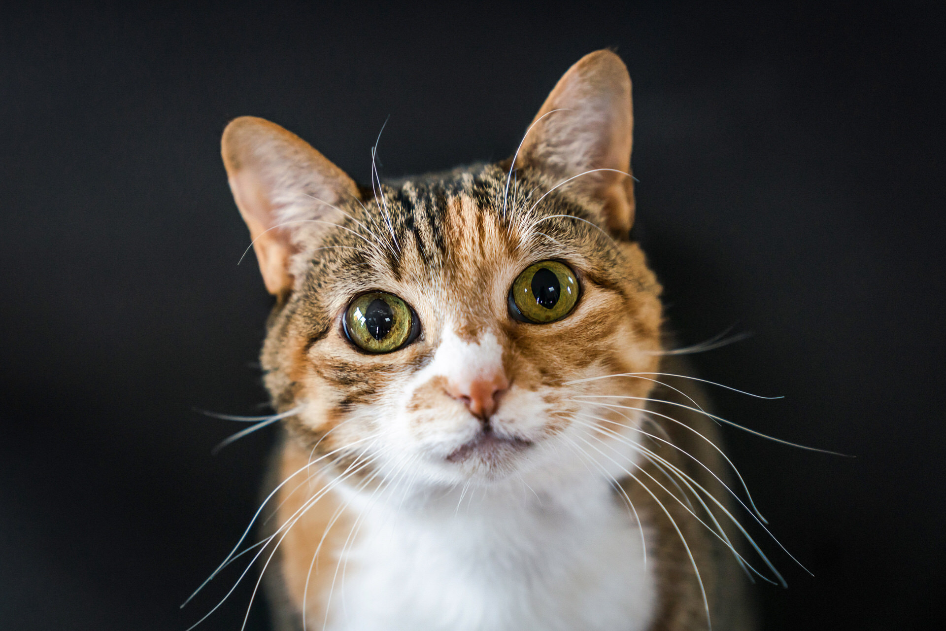 cat on a black background