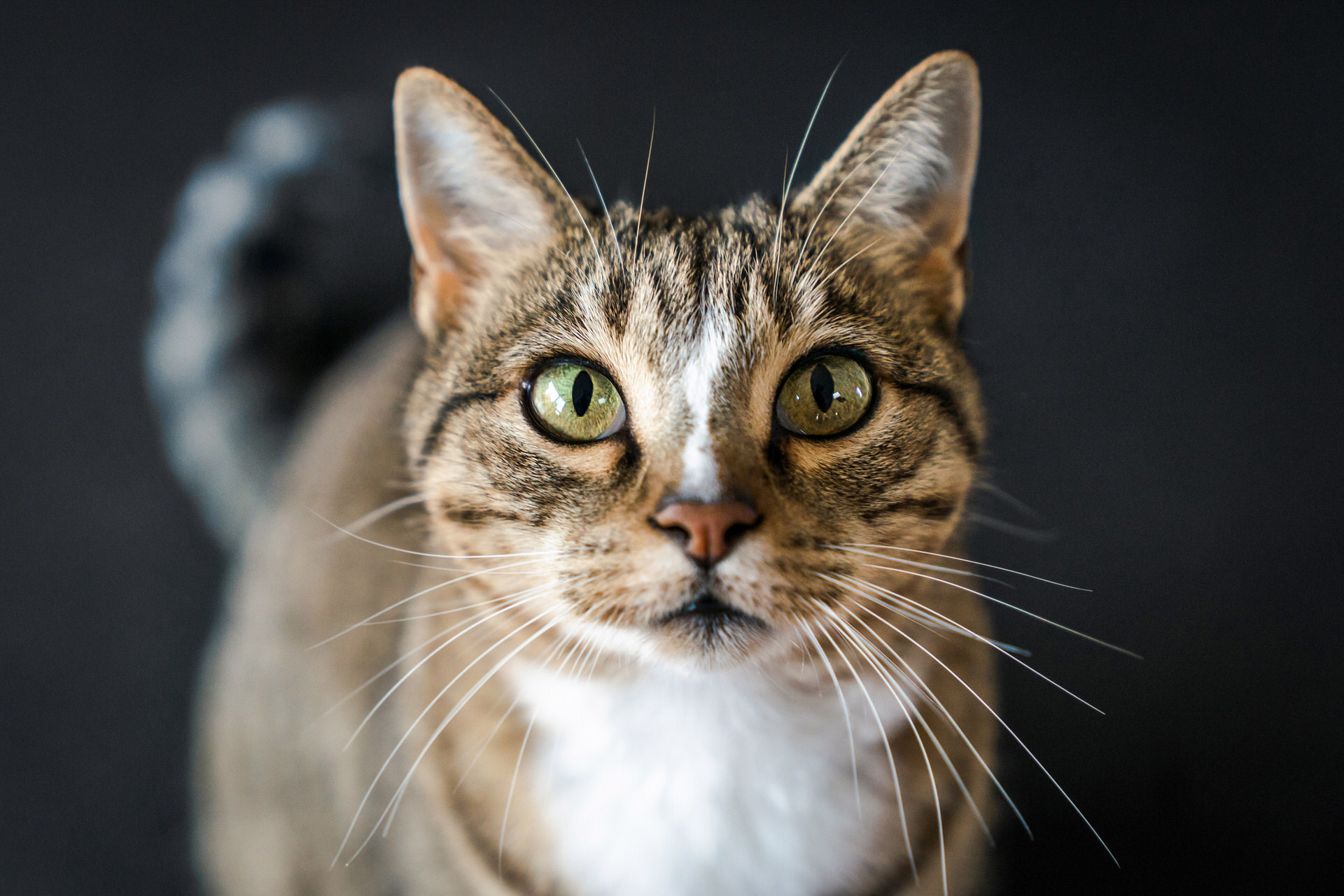cat on a black background