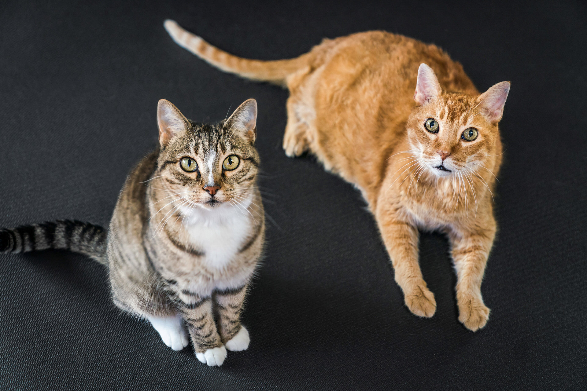 two cats on a black background