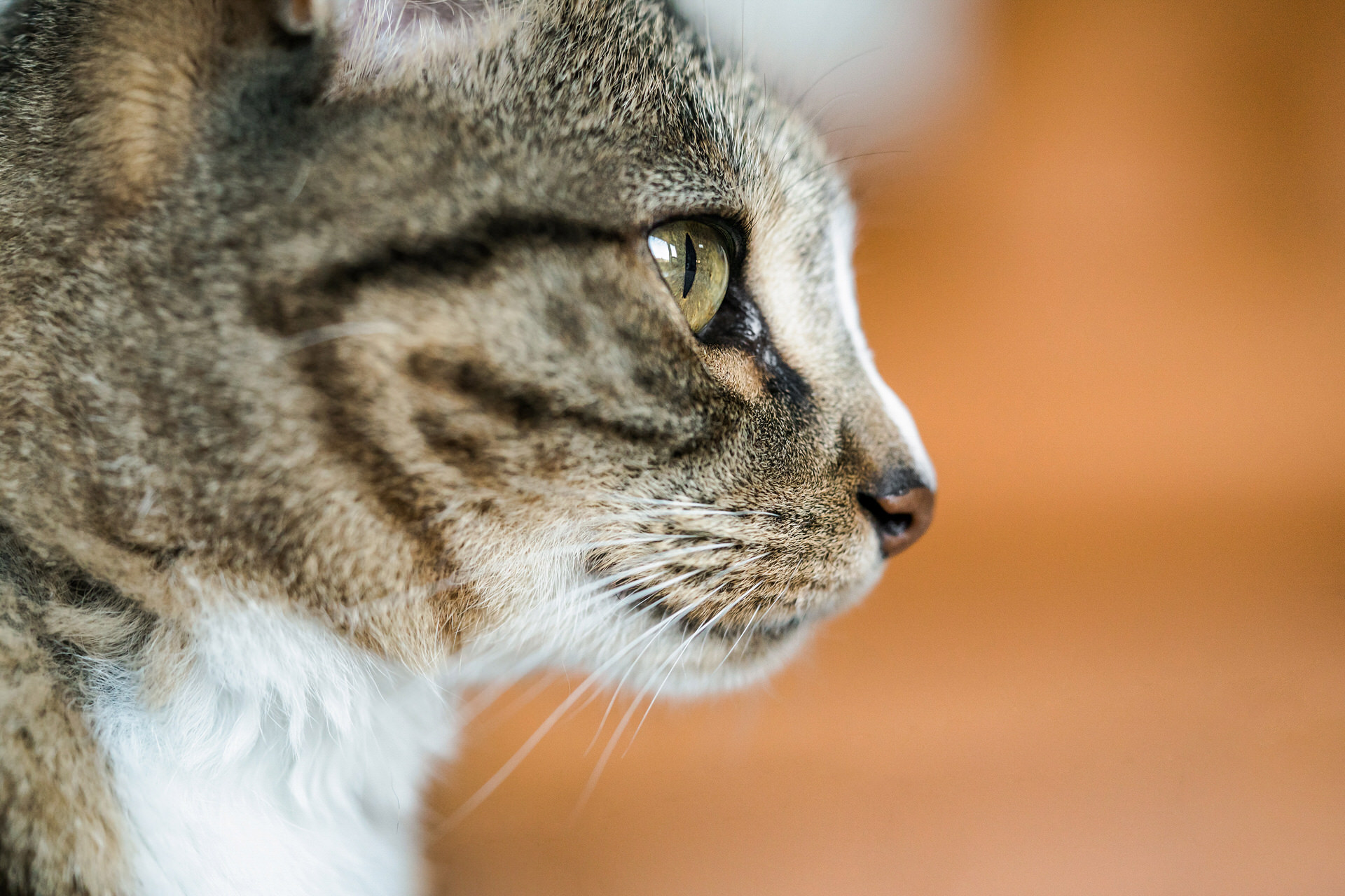 close up of cat face profile