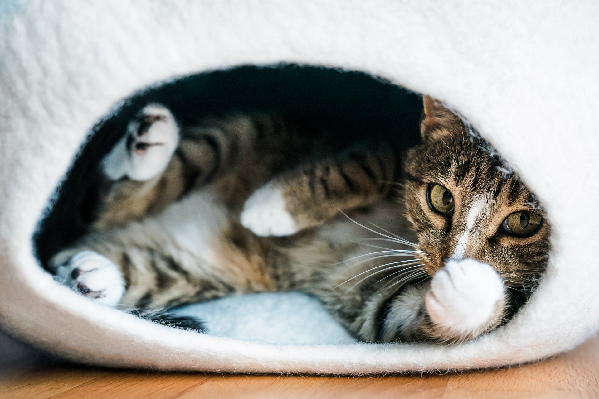 cat relaxing in cat cave