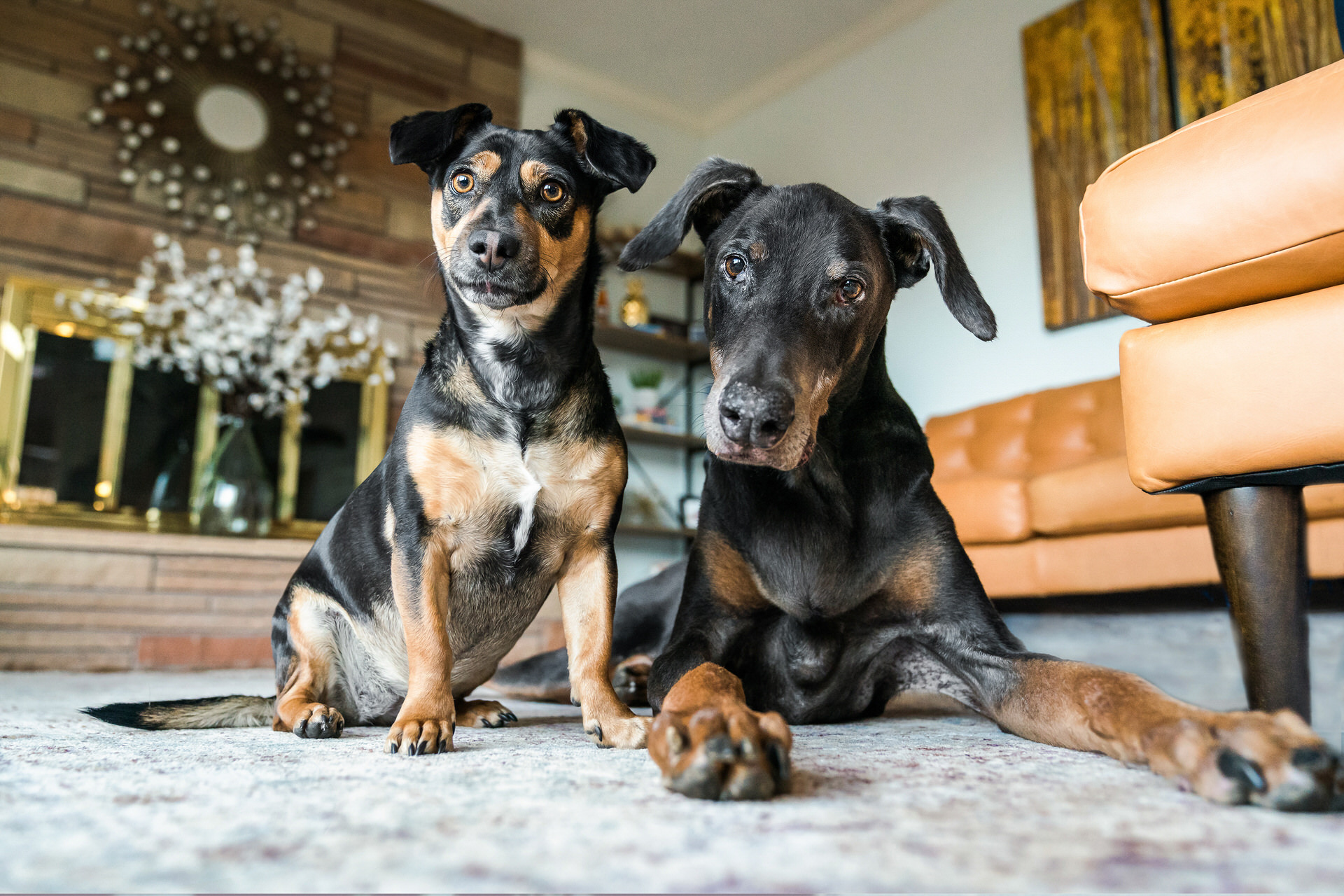 dogs looking curious while sitting on ground inside