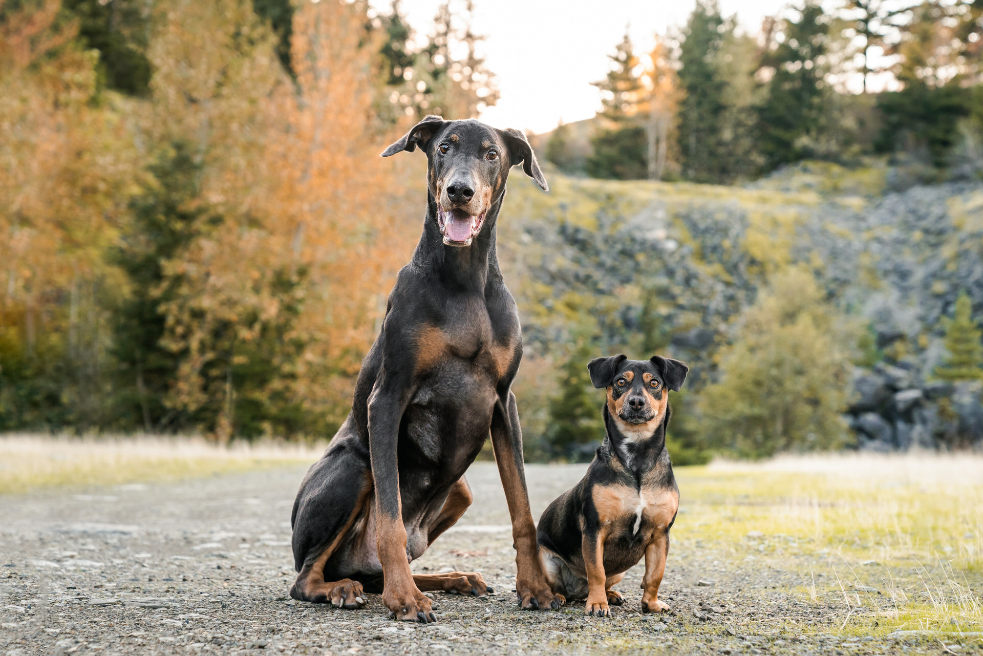two dogs sit together outside