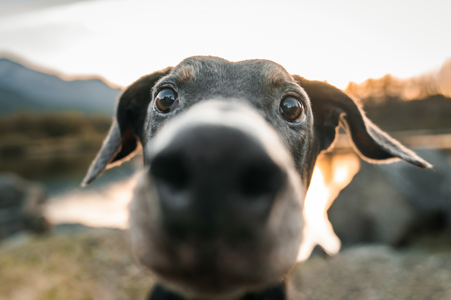 funny close up of a dog