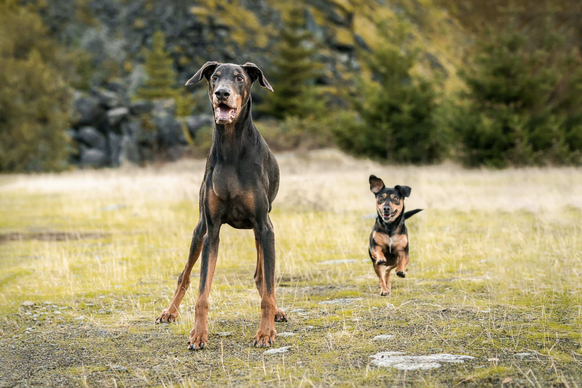 two dogs run together outside