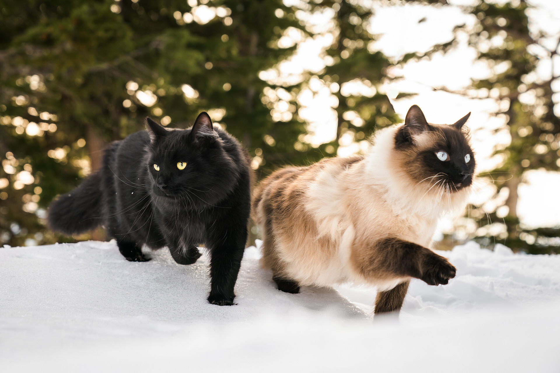 cats in the snow on Mt. Hood