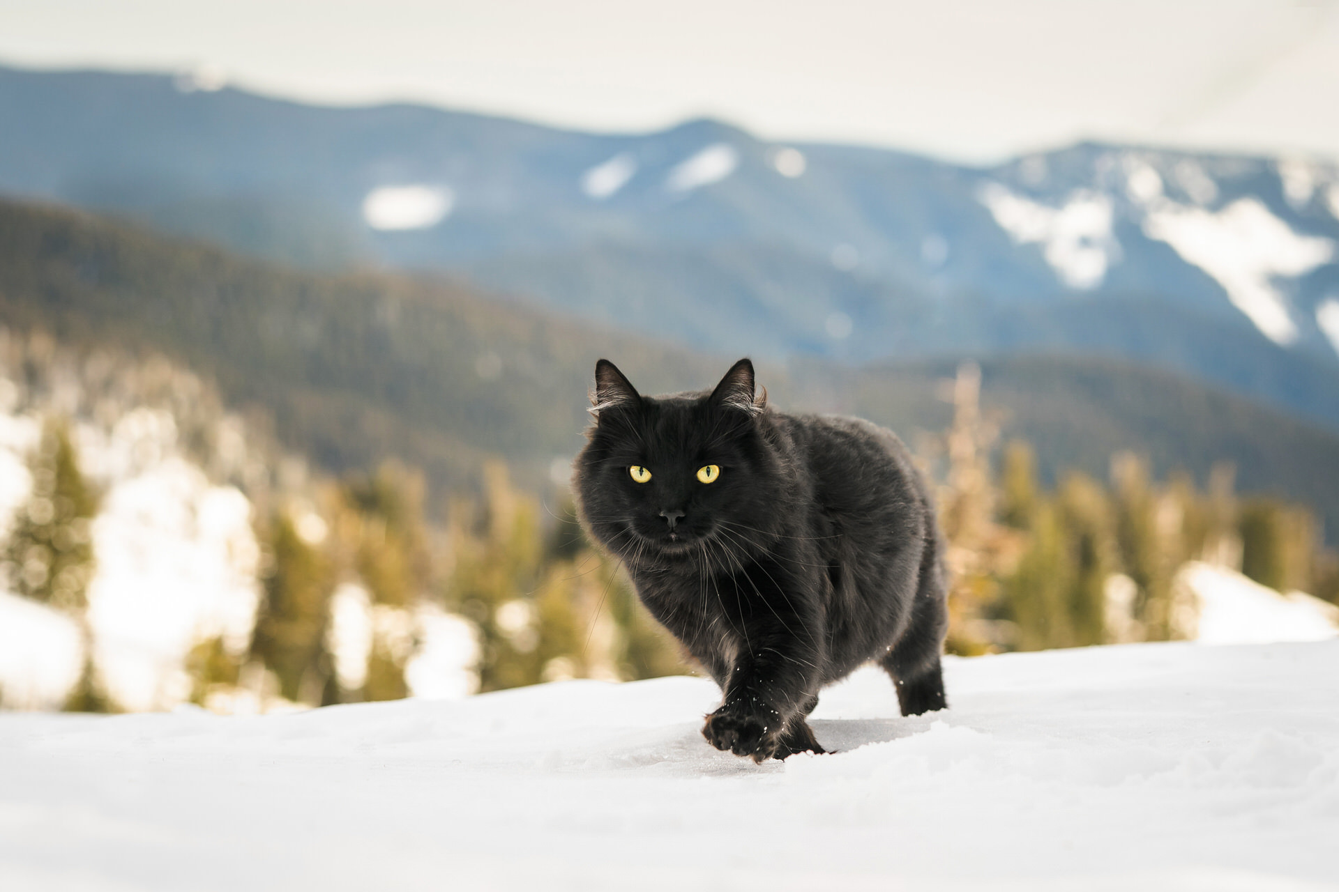 black cat walking in the snow