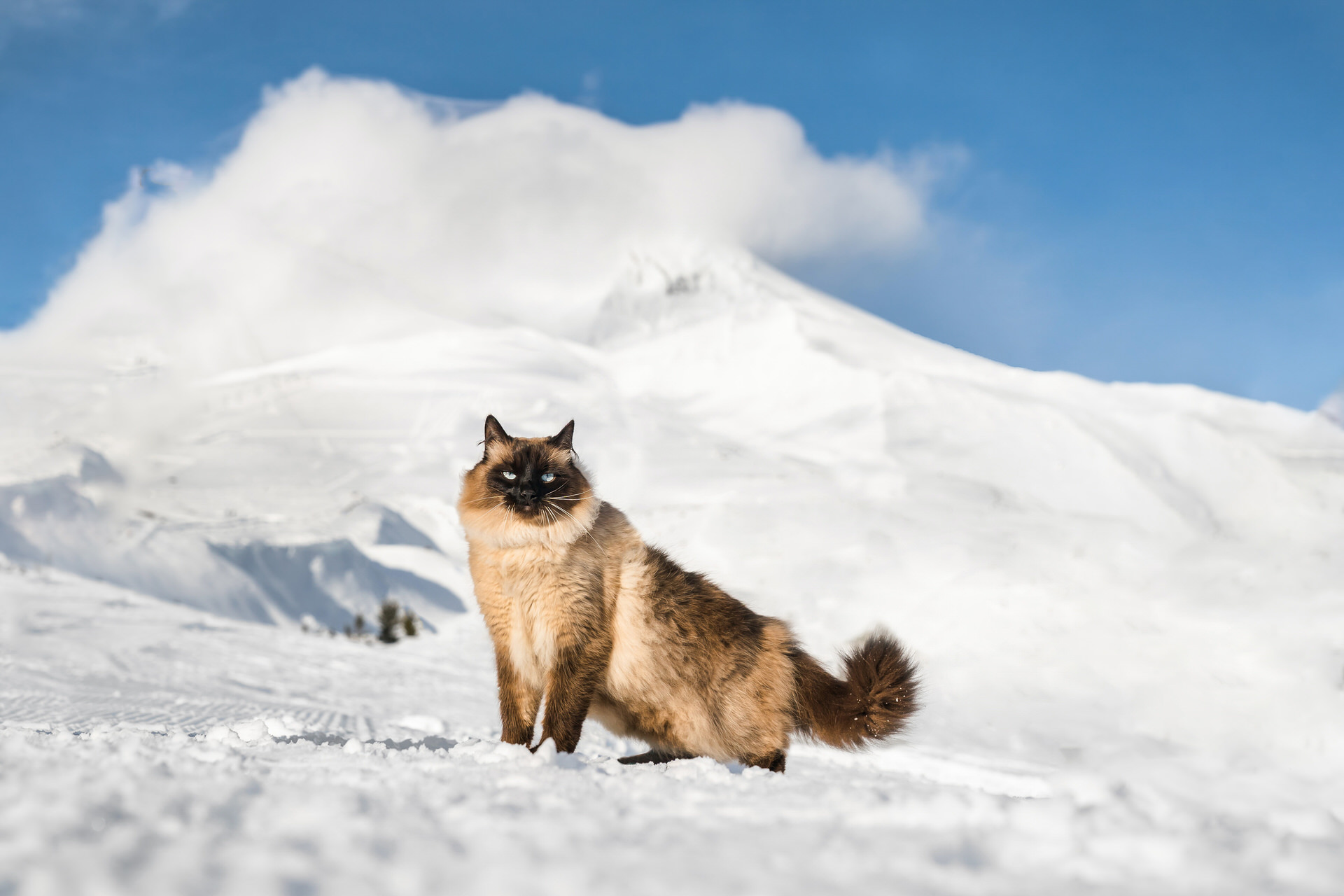 cat in front of Mt. Hood in Oregon